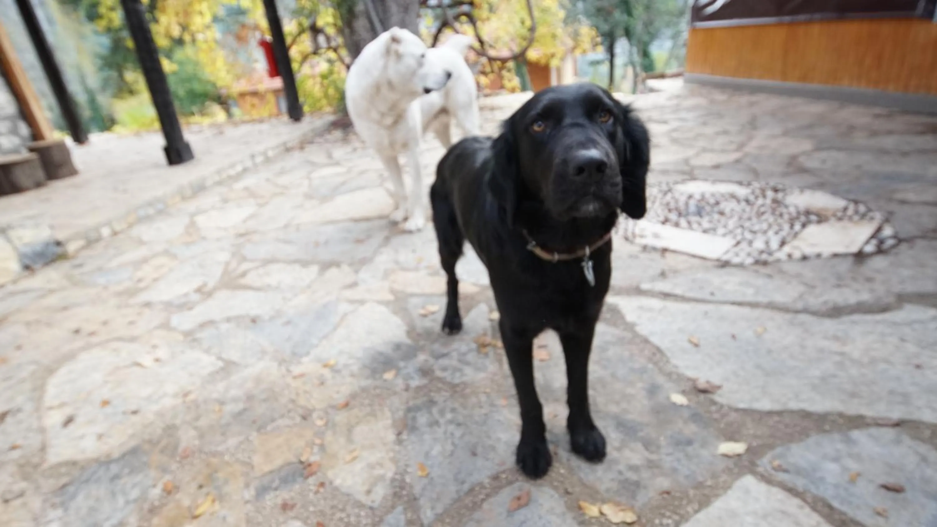 Pets in Lycia Nature House
