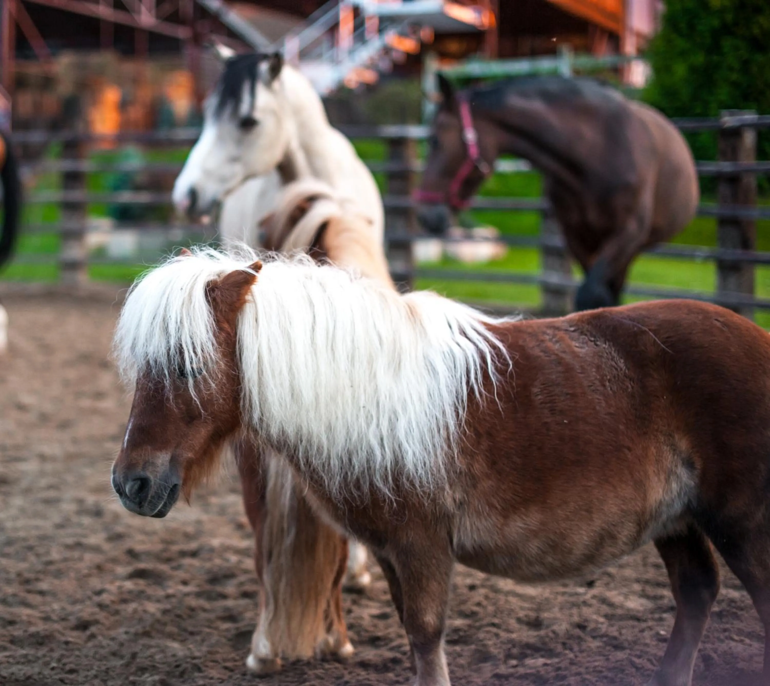 Horse-riding in Akademia Kuraszków