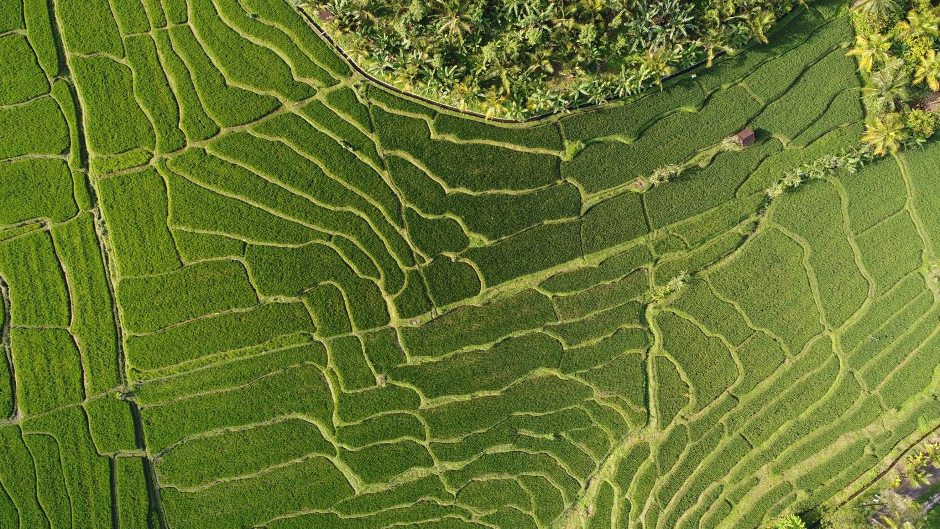 Neighbourhood in Medewi Secret SurfCamp