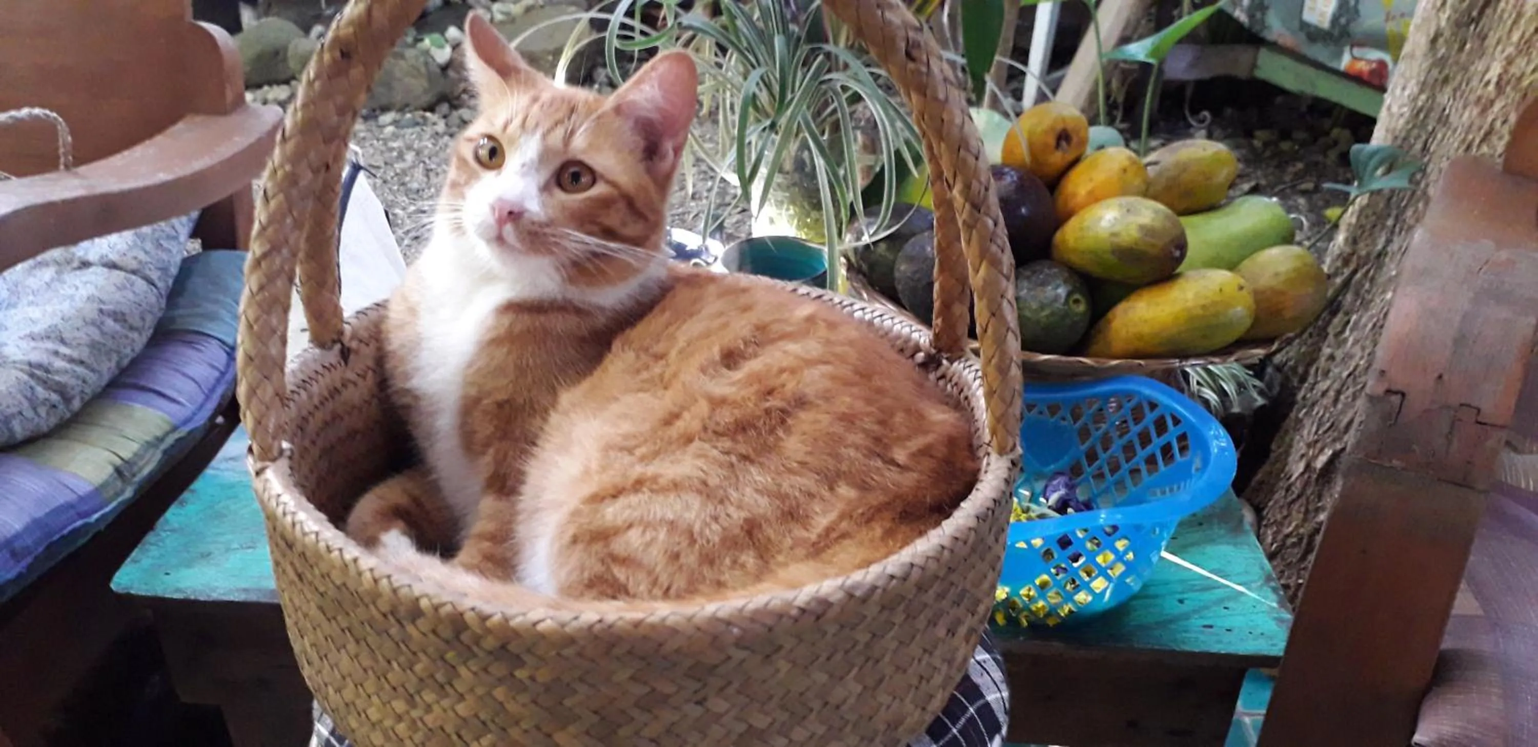 Pets in Your Home in Mae Rim