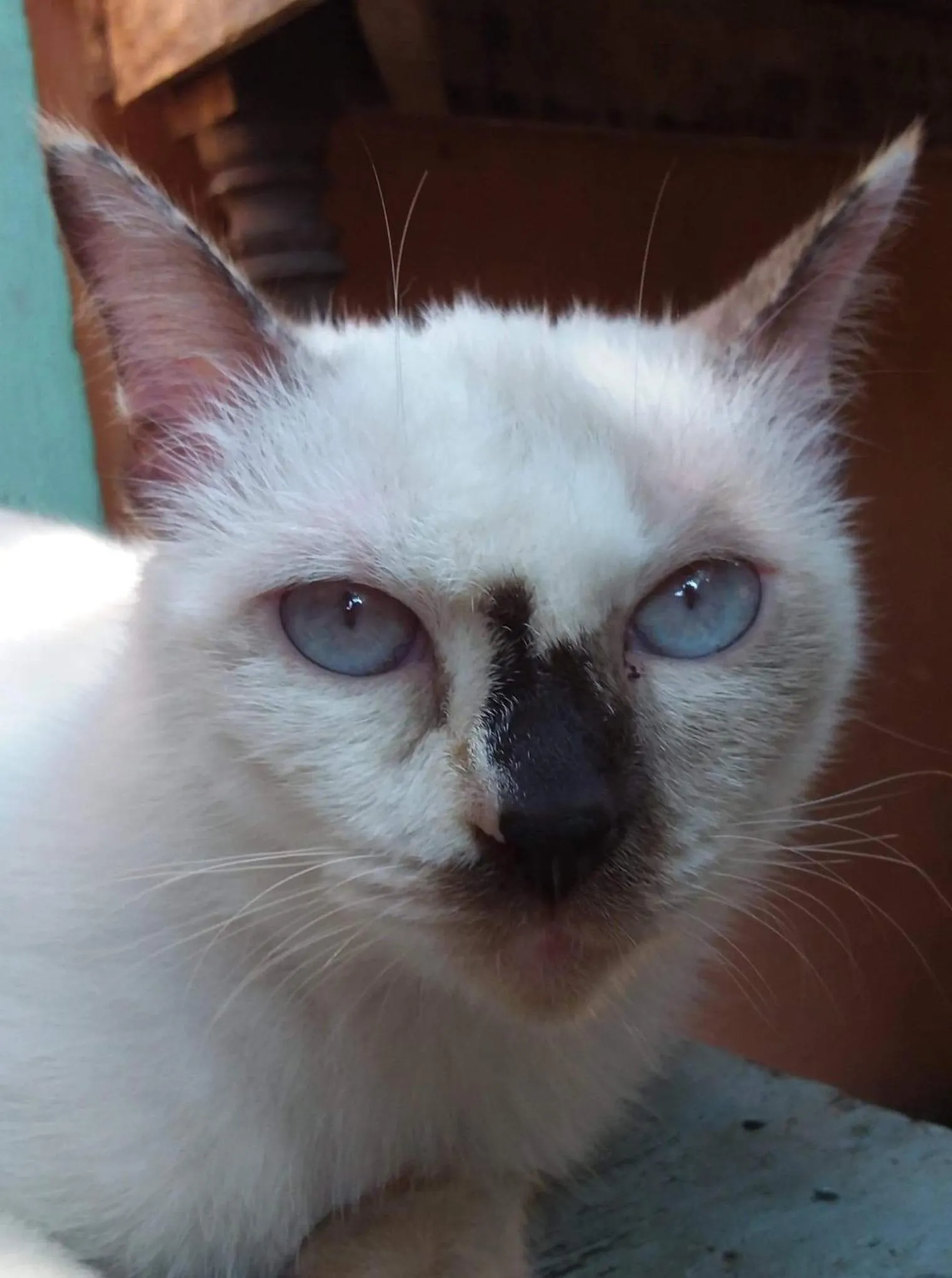 Pets in Your Home in Mae Rim