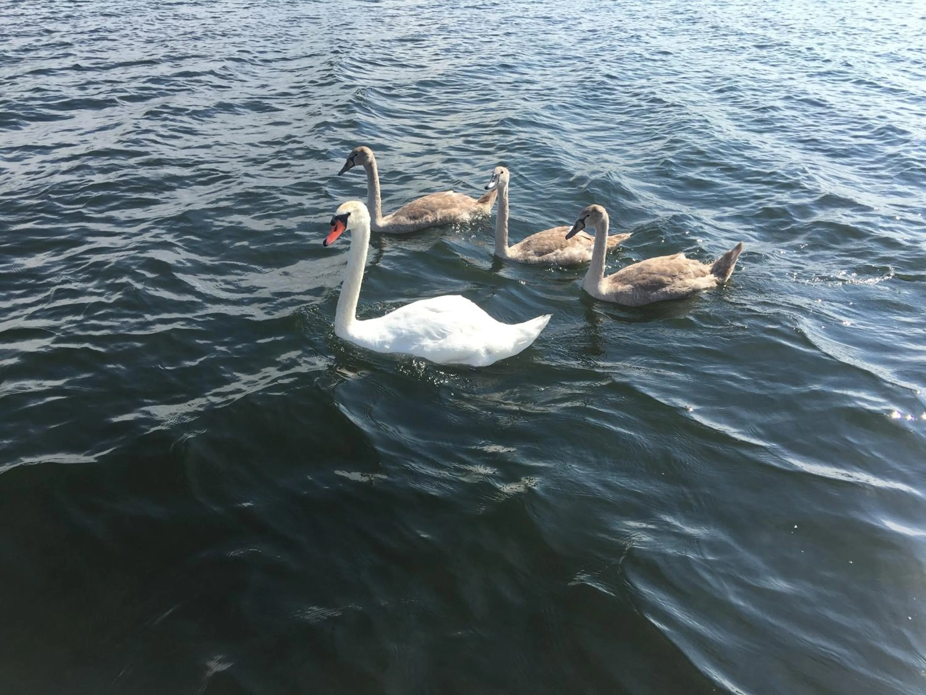 Natural landscape in The Torch Lake Bed and Breakfast