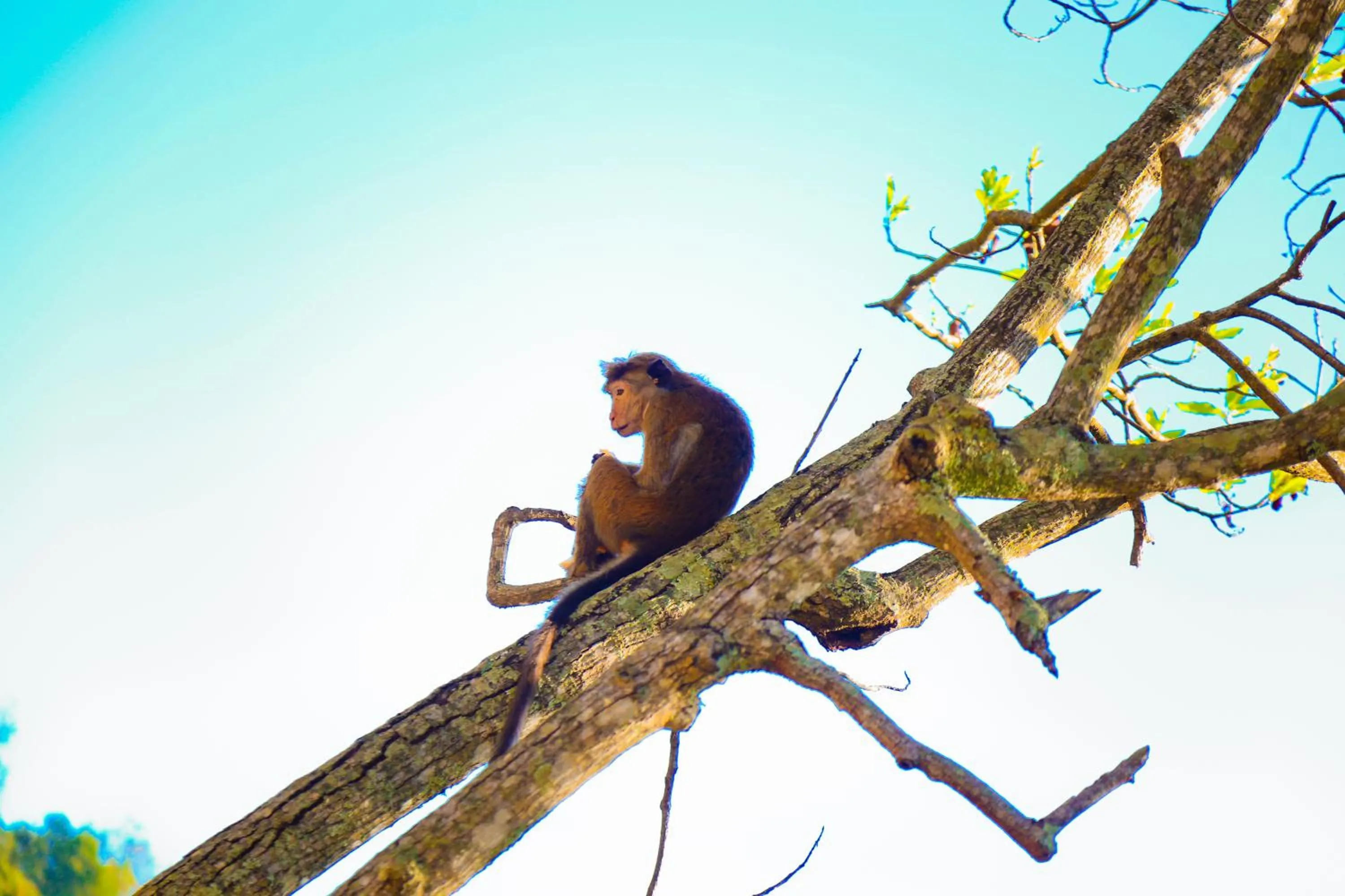 Garden in Ella Alpine Resort