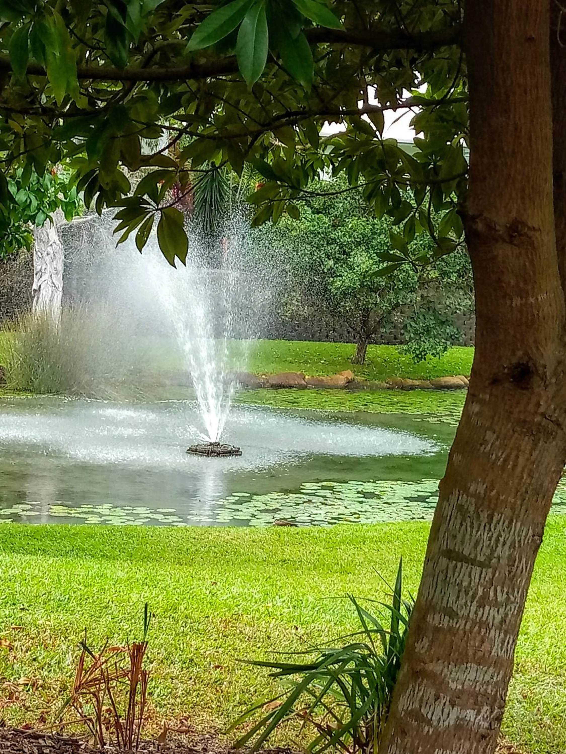 Garden in Paradise in the Tropics