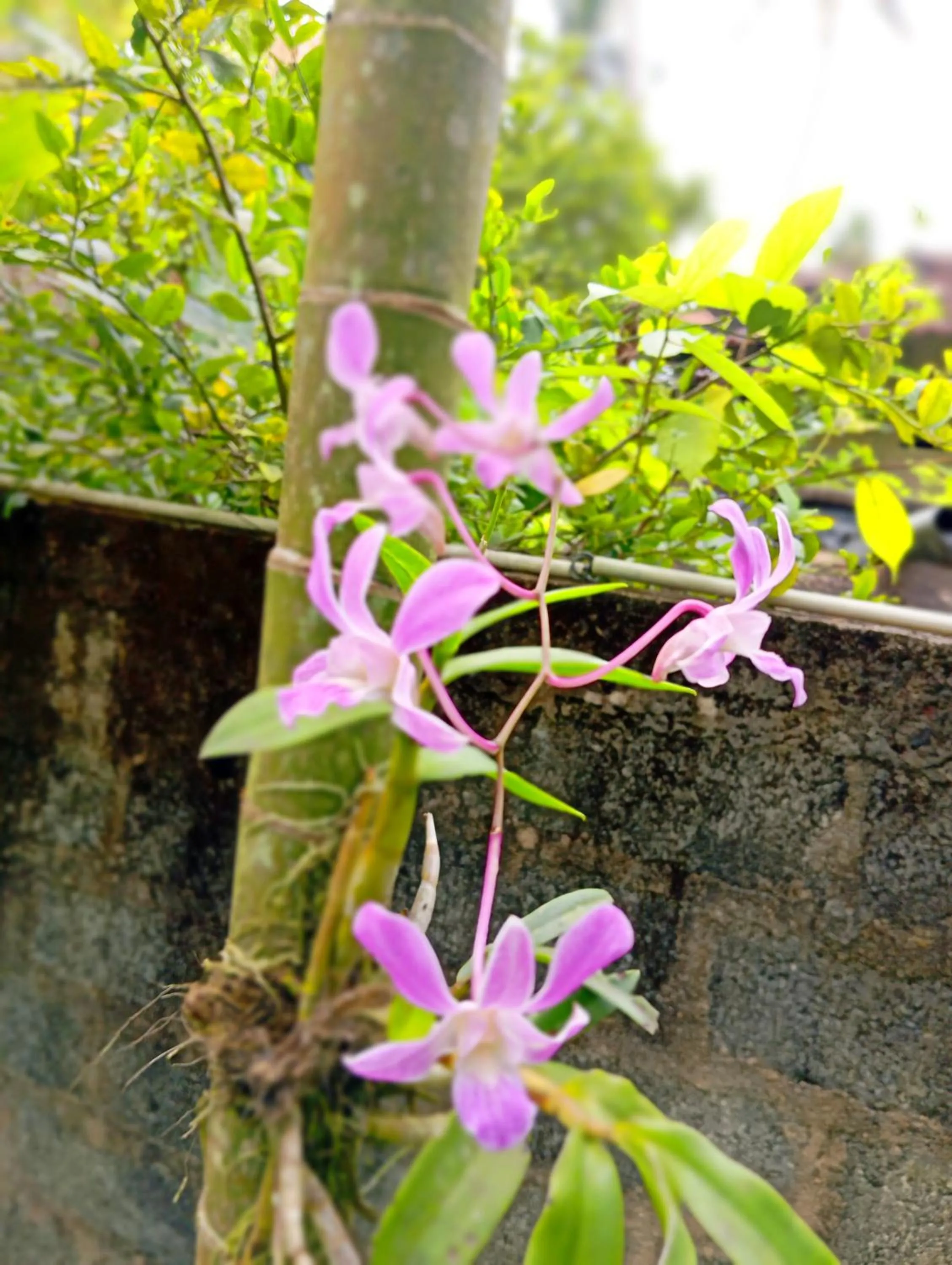 Villa Agrico and Surf Guest