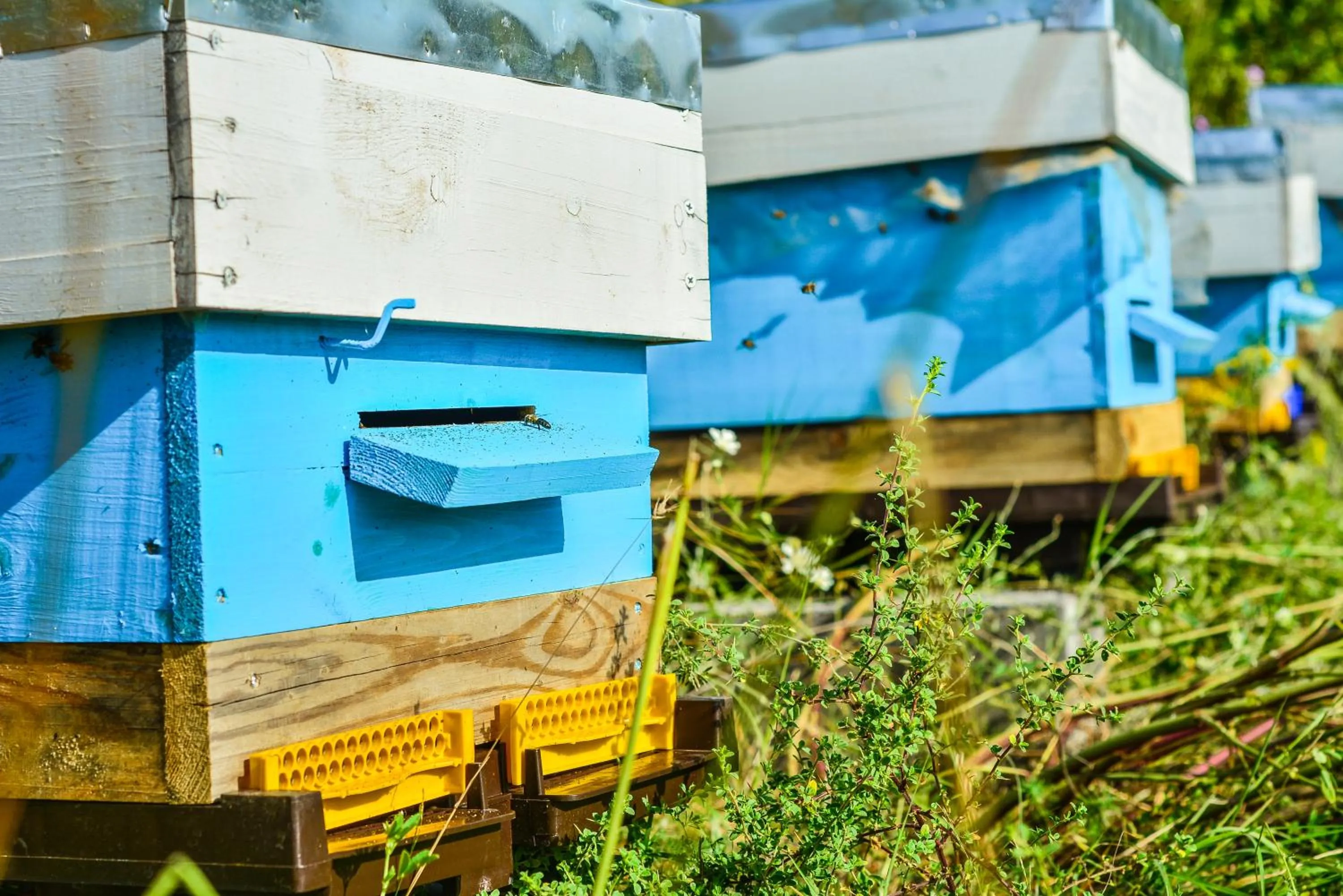 Animals in Zornitza Family Estate Relais & Chateaux