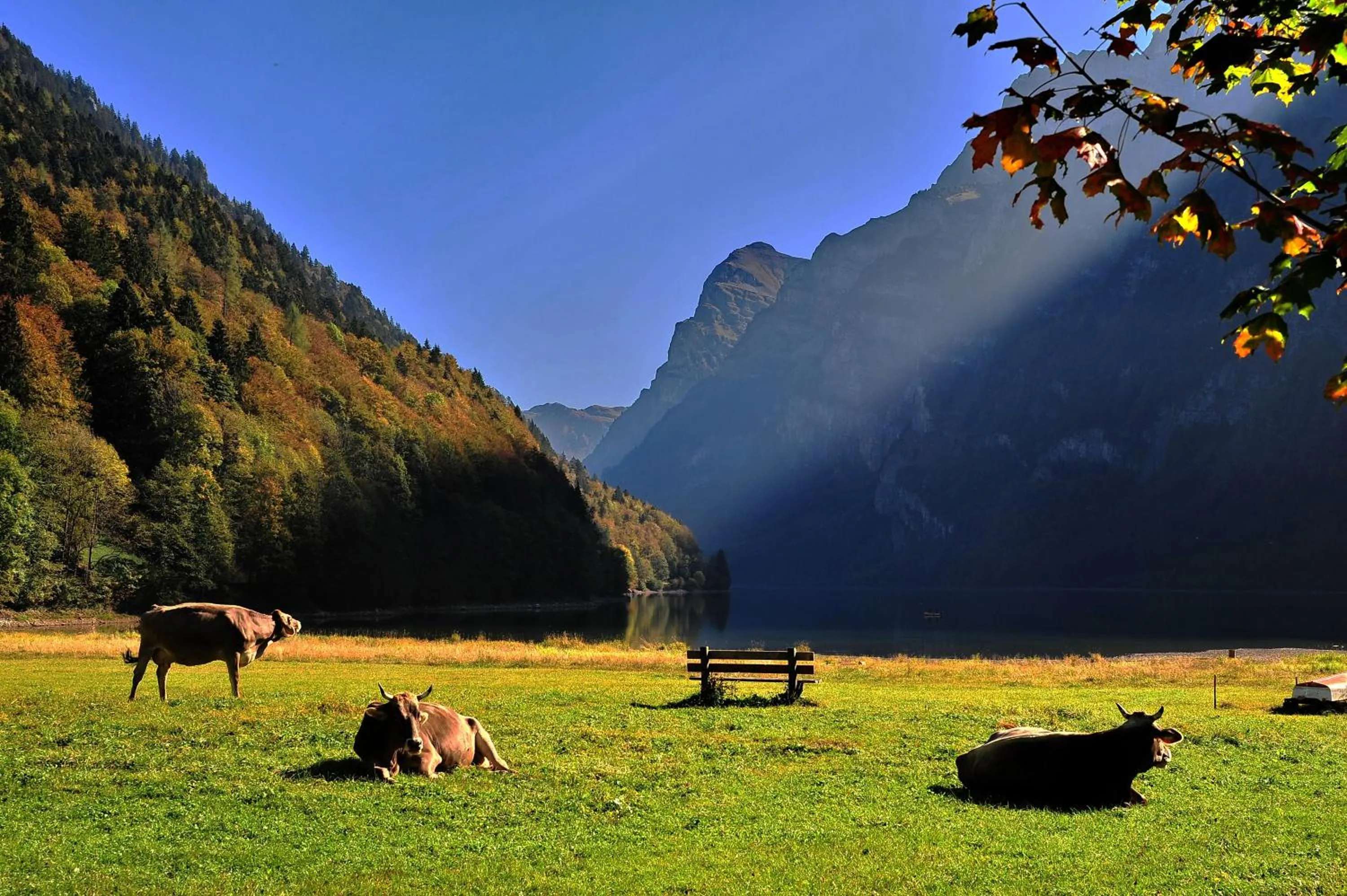 Natural landscape in Hotel Freihof