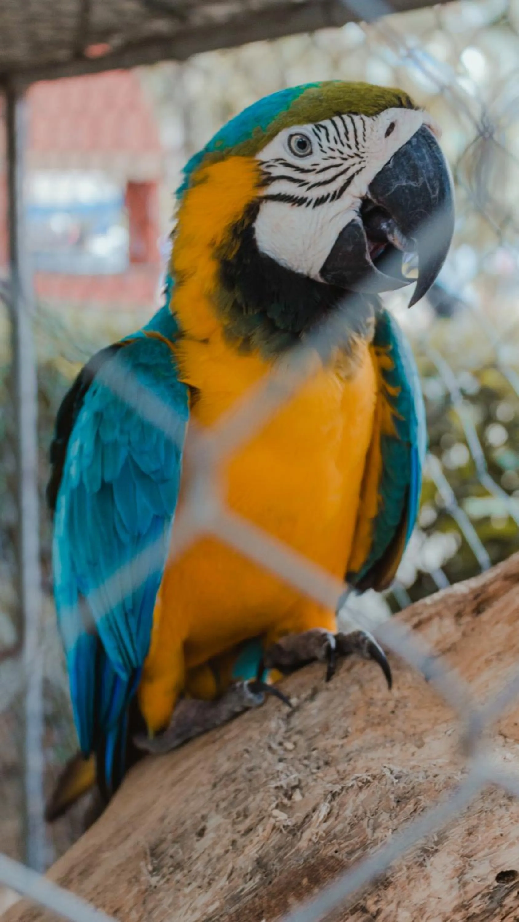 Animals in Eco Hotel Villa Martha