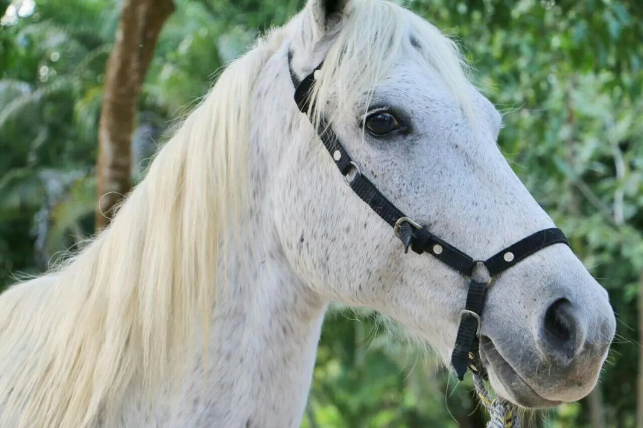 Horse-riding in Eco Hotel Villa Martha