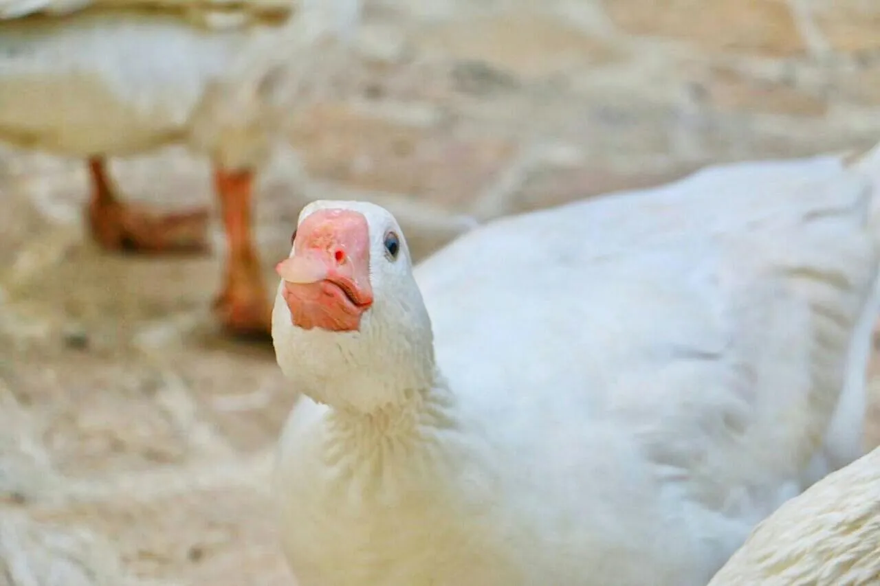 Animals in Eco Hotel Villa Martha