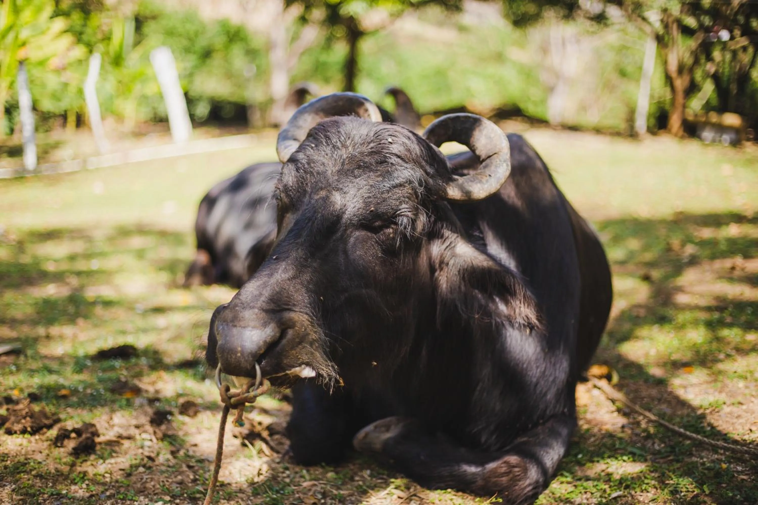 Animals in Eco Hotel Villa Martha