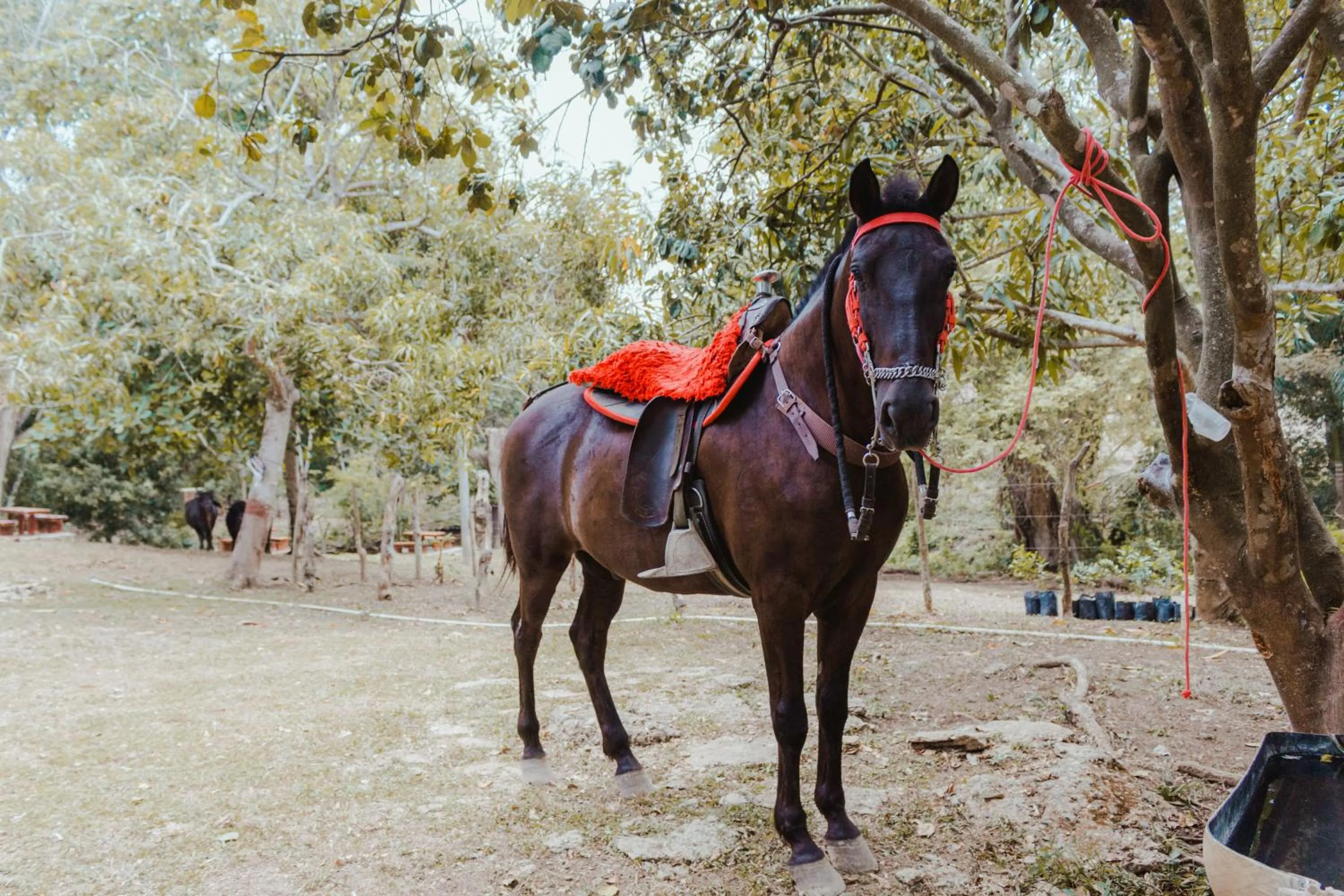 Animals in Eco Hotel Villa Martha