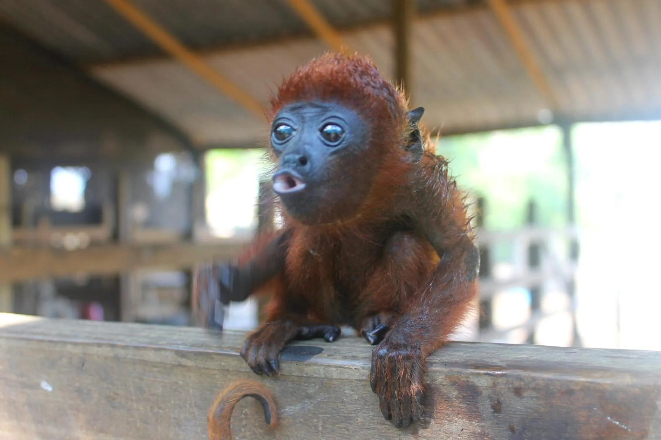 Pets in Eco Hotel Villa Martha