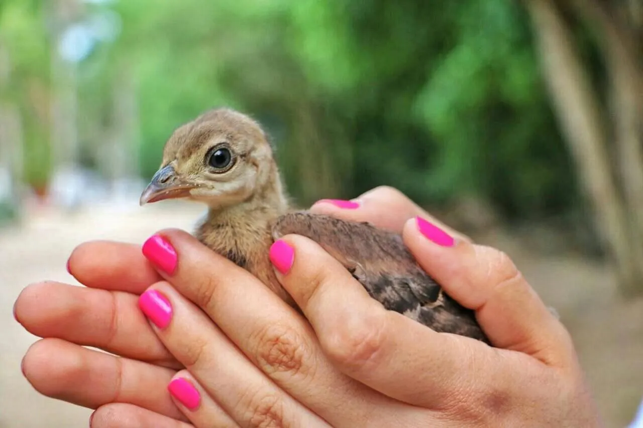 Animals in Eco Hotel Villa Martha