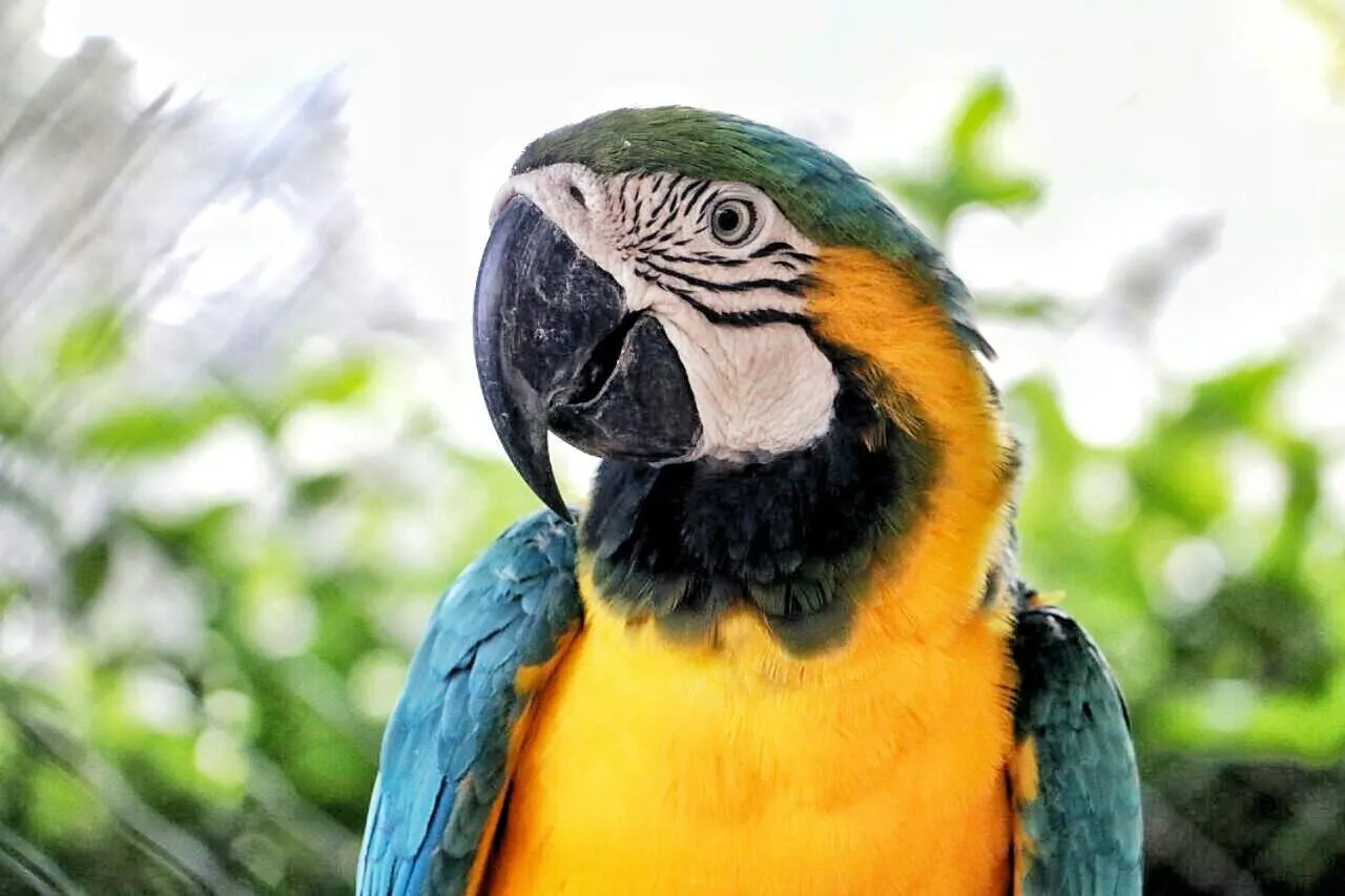 Animals in Eco Hotel Villa Martha