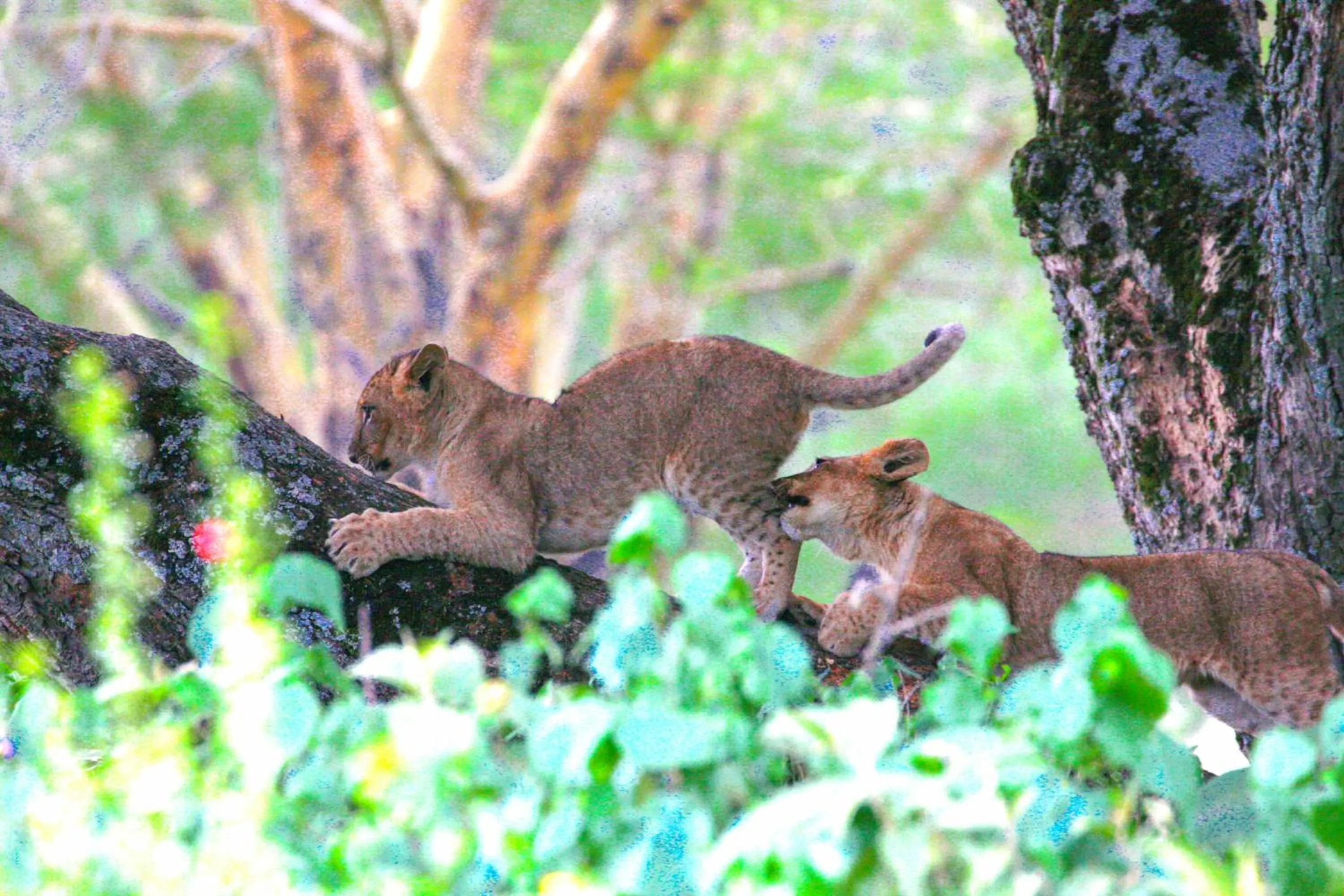 Animals in Lake Nakuru Lodge