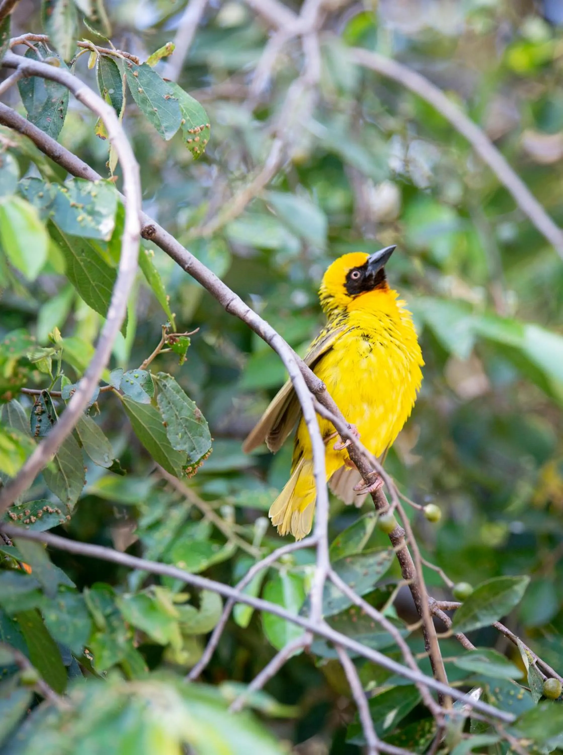 Swimming pool in Lake Nakuru Lodge