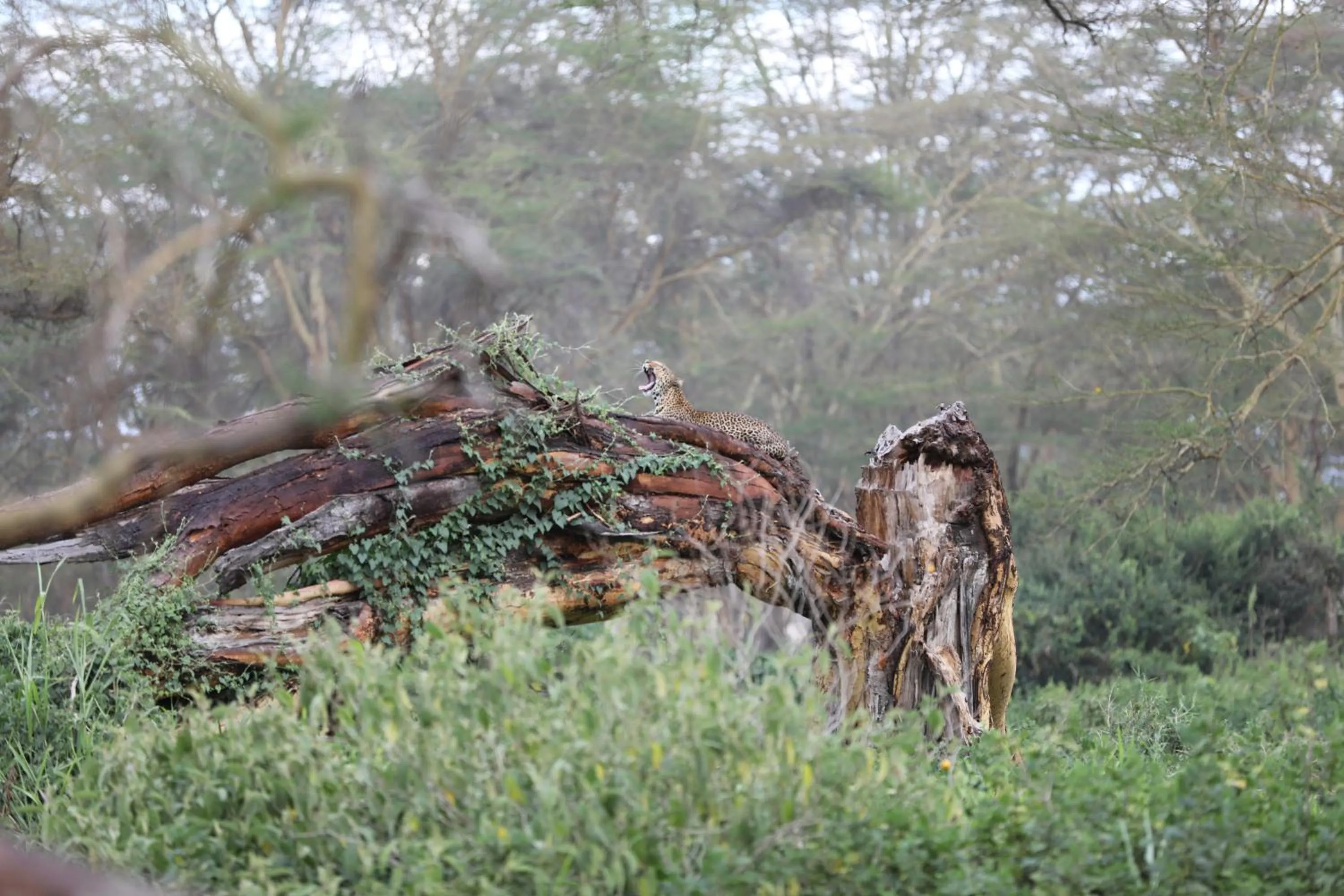 Natural landscape in Lake Nakuru Lodge