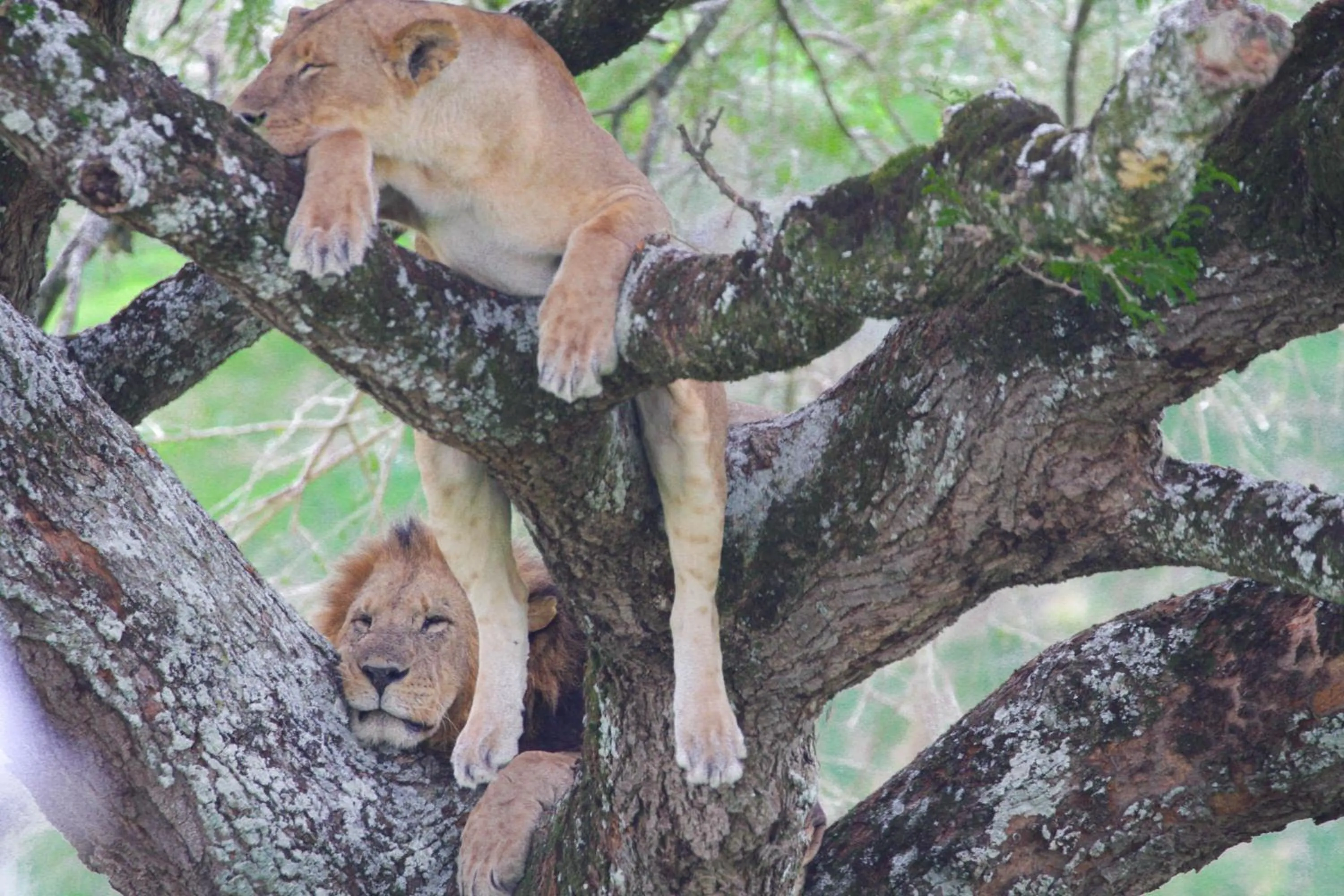 Animals in Lake Nakuru Lodge