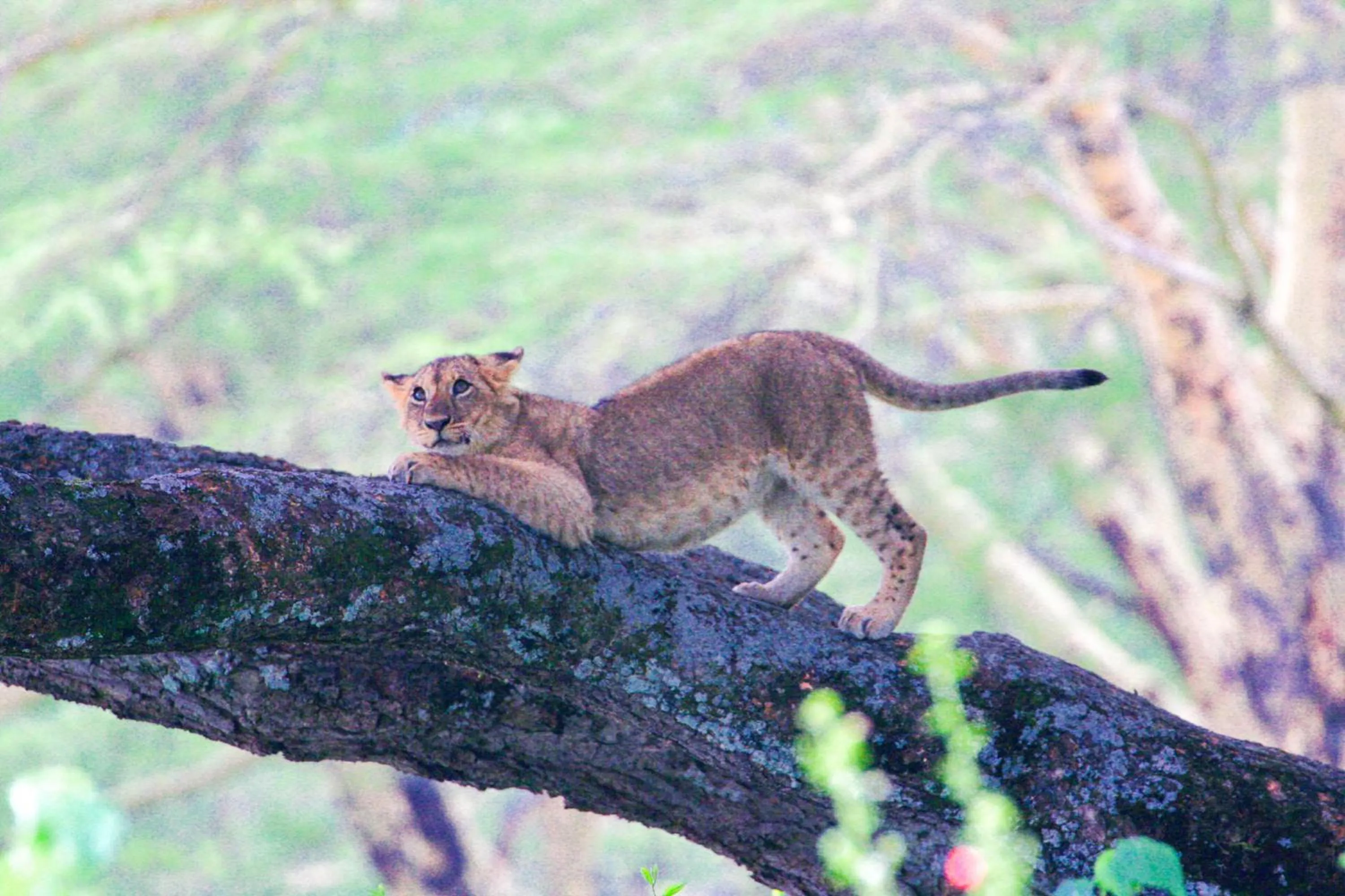 Animals in Lake Nakuru Lodge