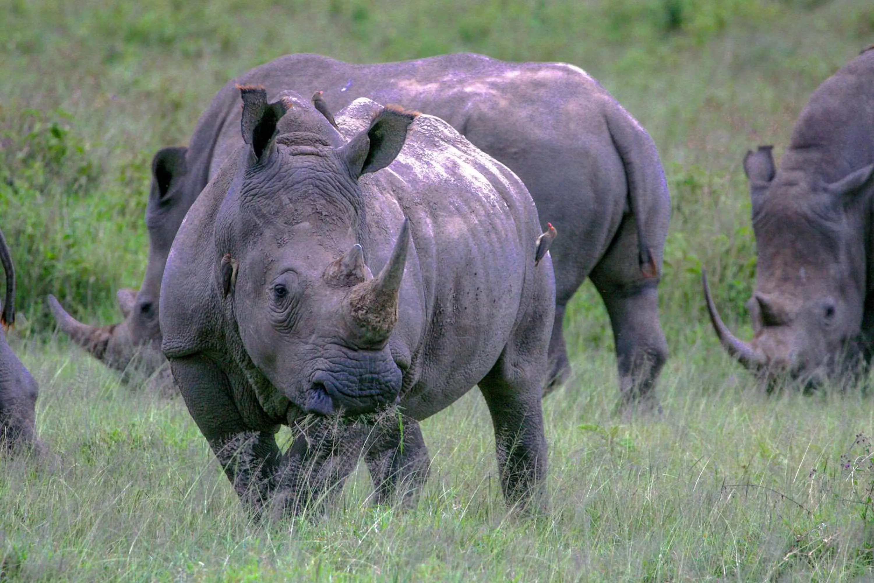 Animals in Lake Nakuru Lodge