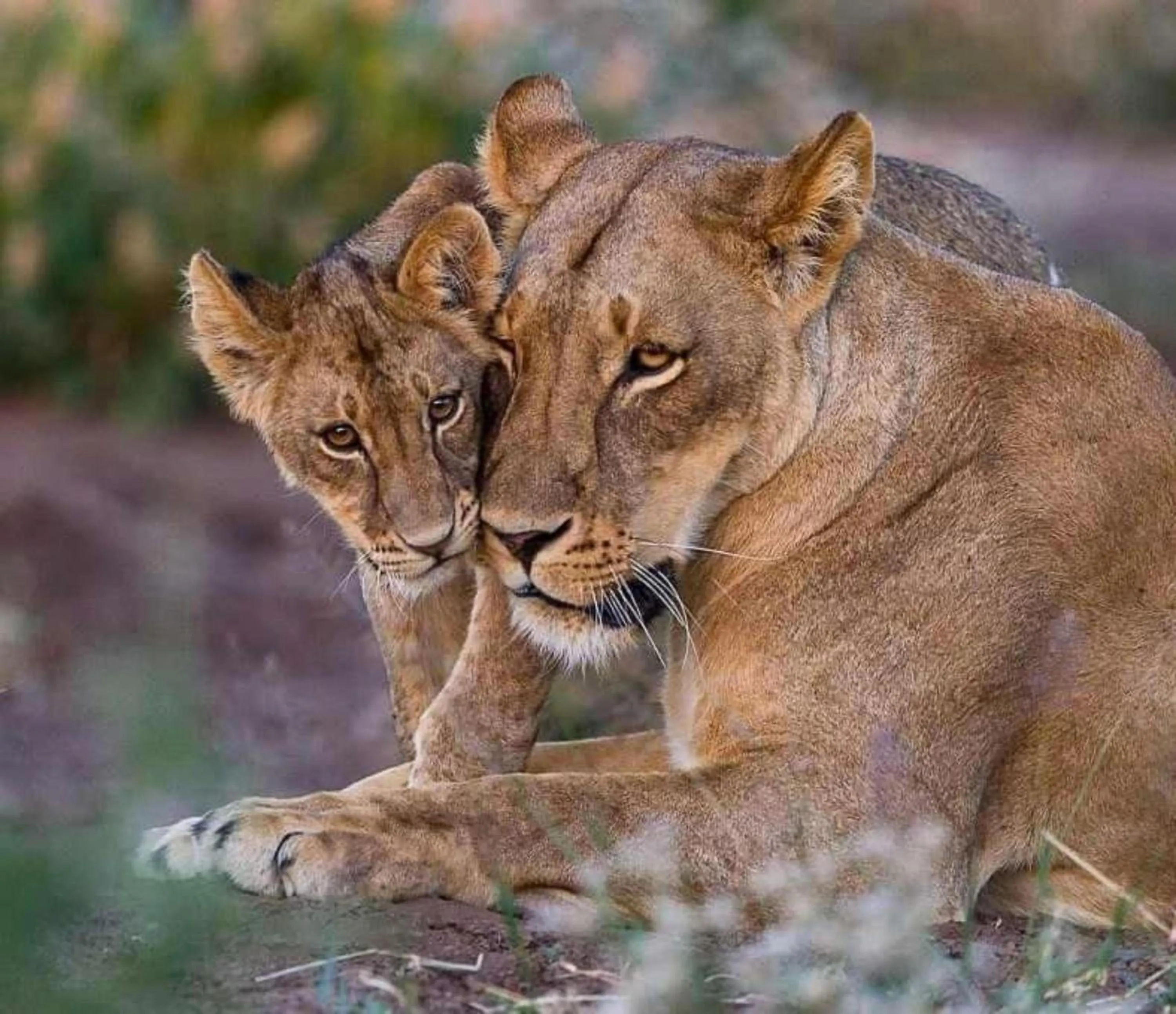 Animals in Lake Nakuru Lodge