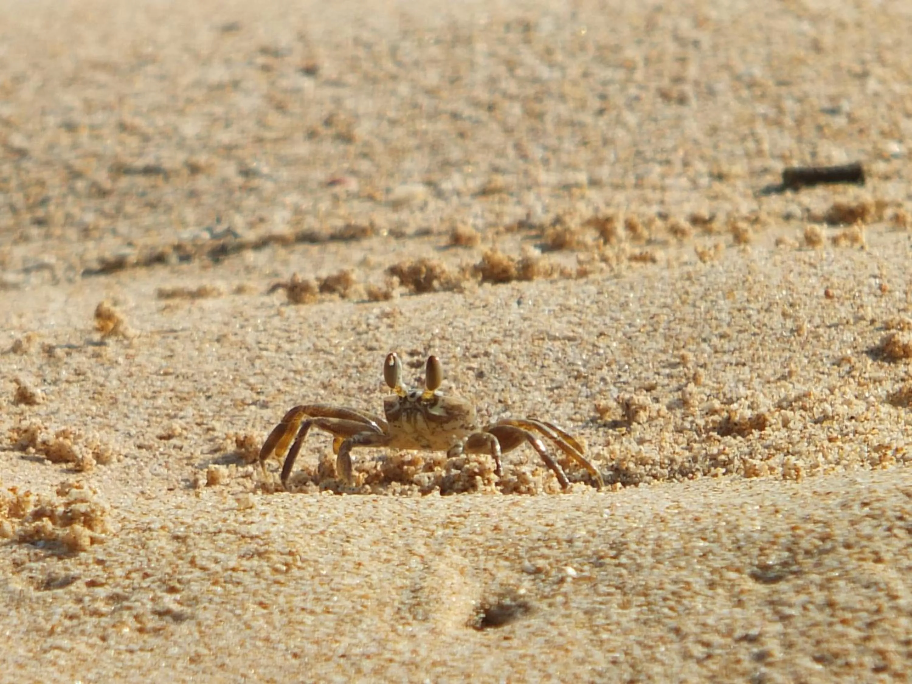 Beach in Emildale Villa