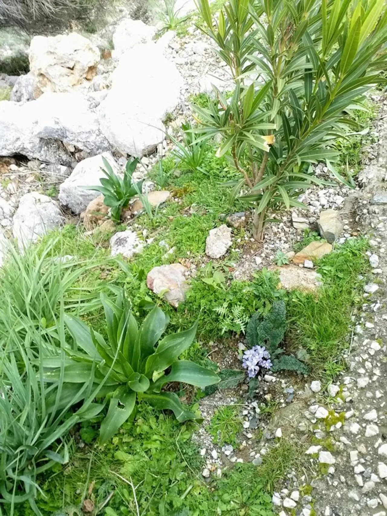 Natural landscape in Akropolis Studios