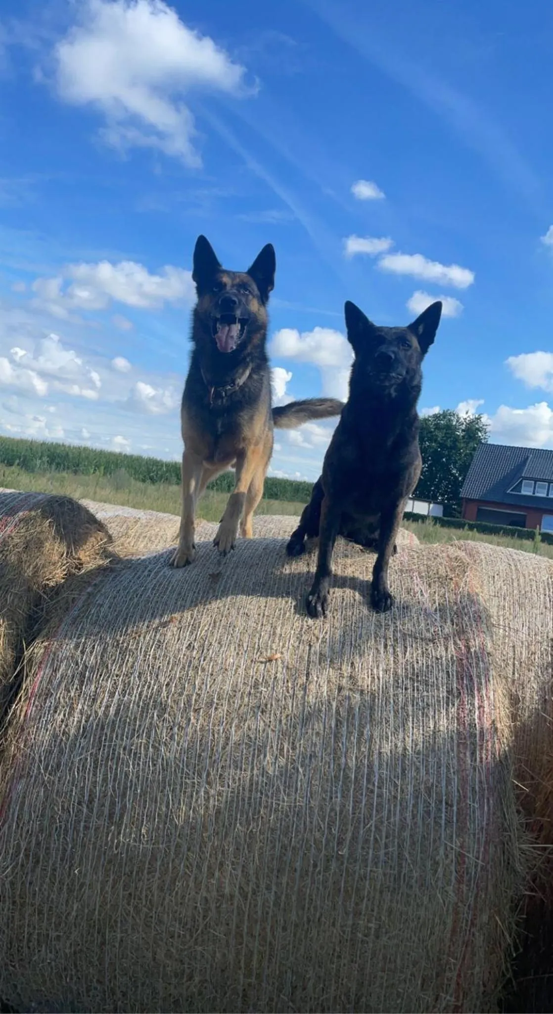 Pets in LandGut Berlinchen