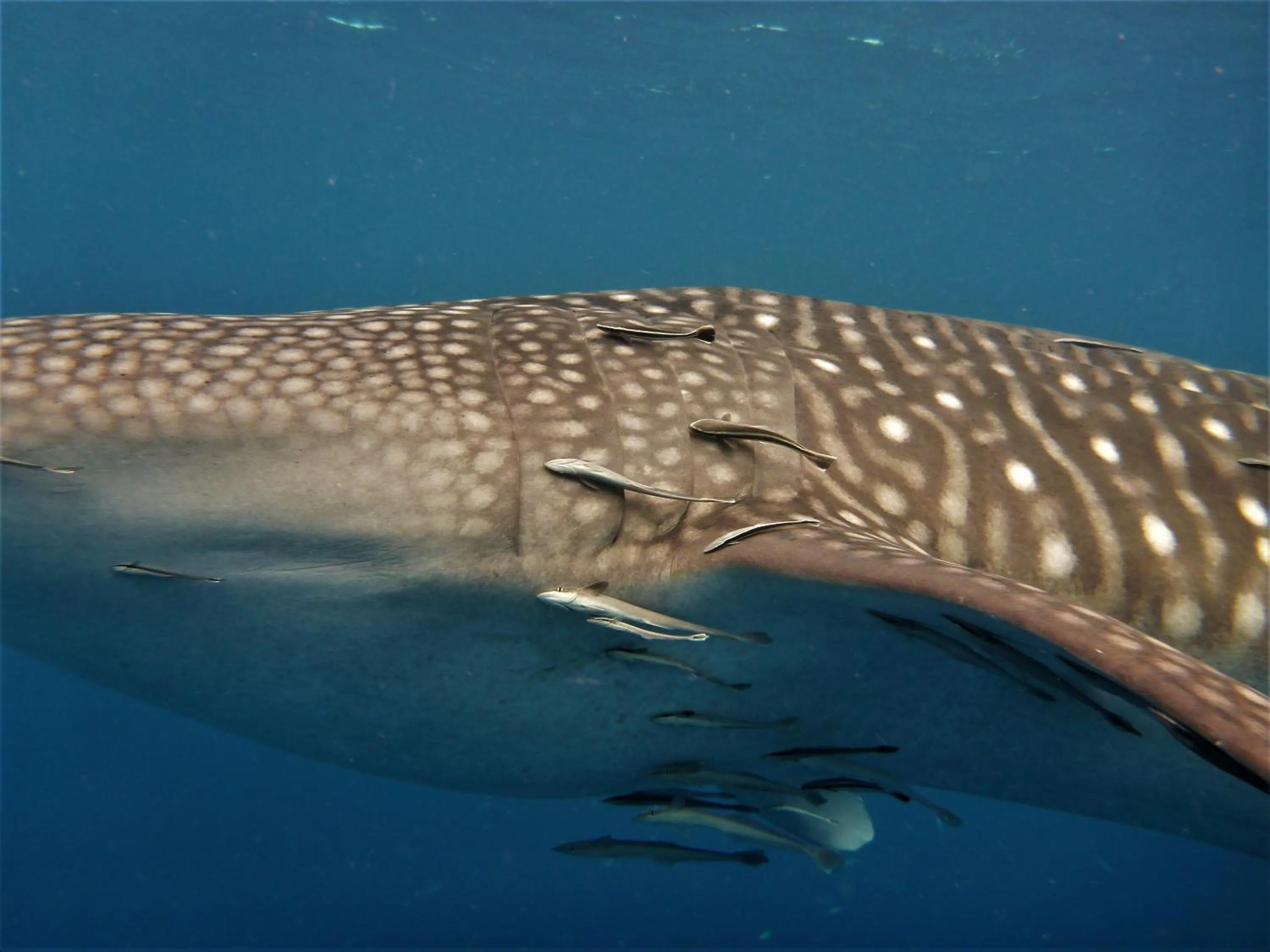 Snorkeling in New Heaven Dive School and Resort