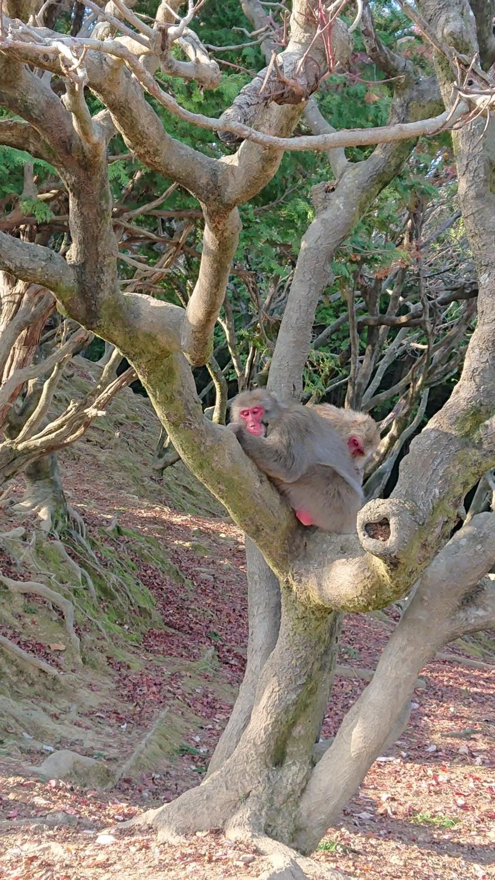 Nearby landmark in Hotel Arashiyama
