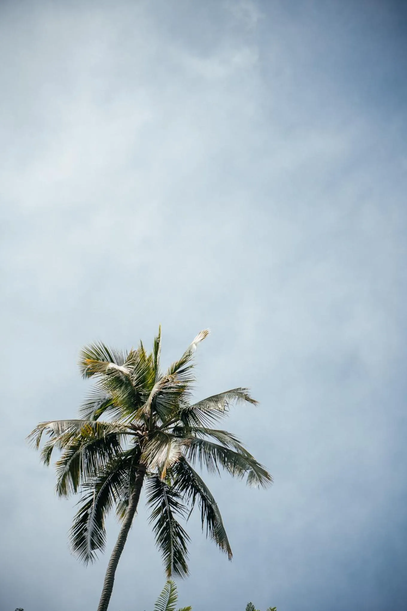 Garden view in Bonito Paraiso Ilha Grande