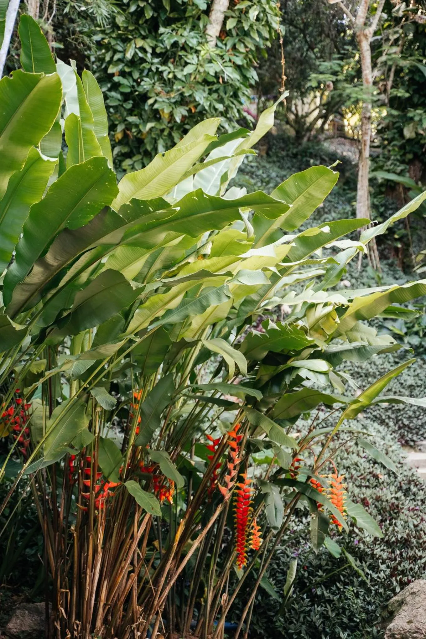 Garden in Bonito Paraiso Ilha Grande