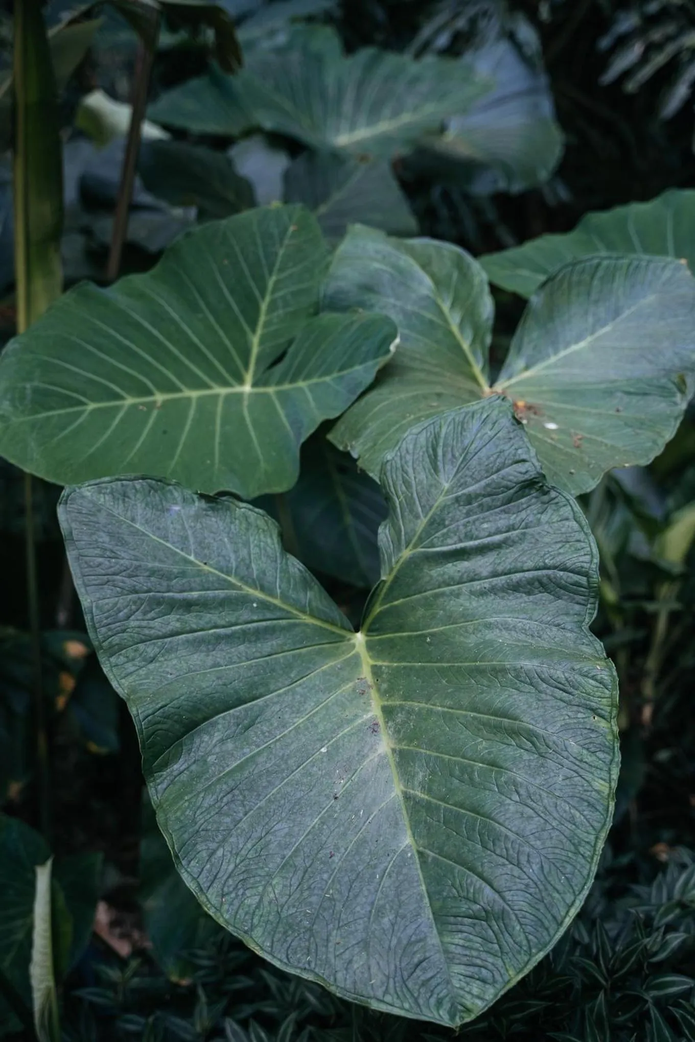 Garden in Bonito Paraiso Ilha Grande