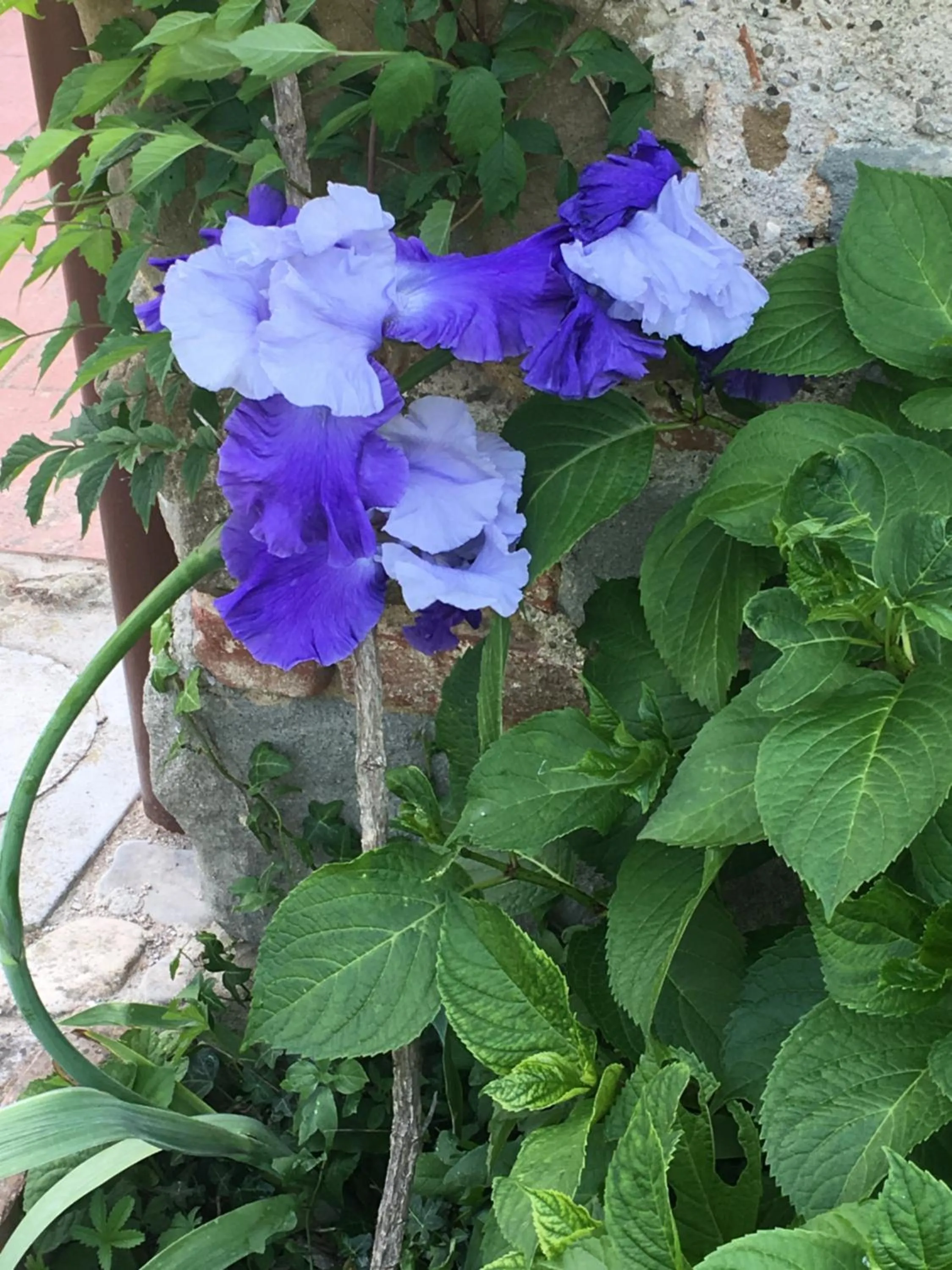 Garden in Il Mugello B&B