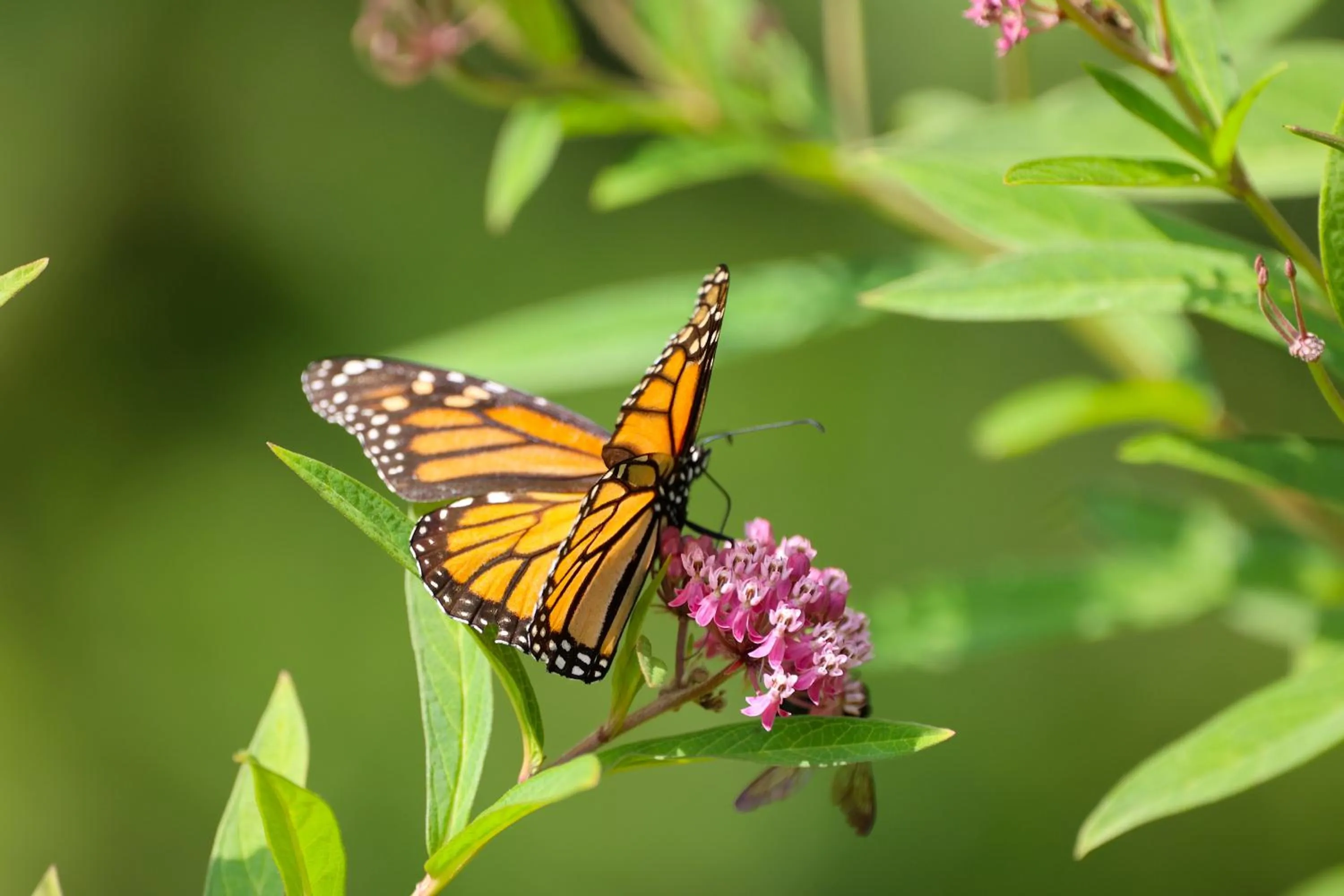 Garden in Pheasant Field Bed and Breakfast