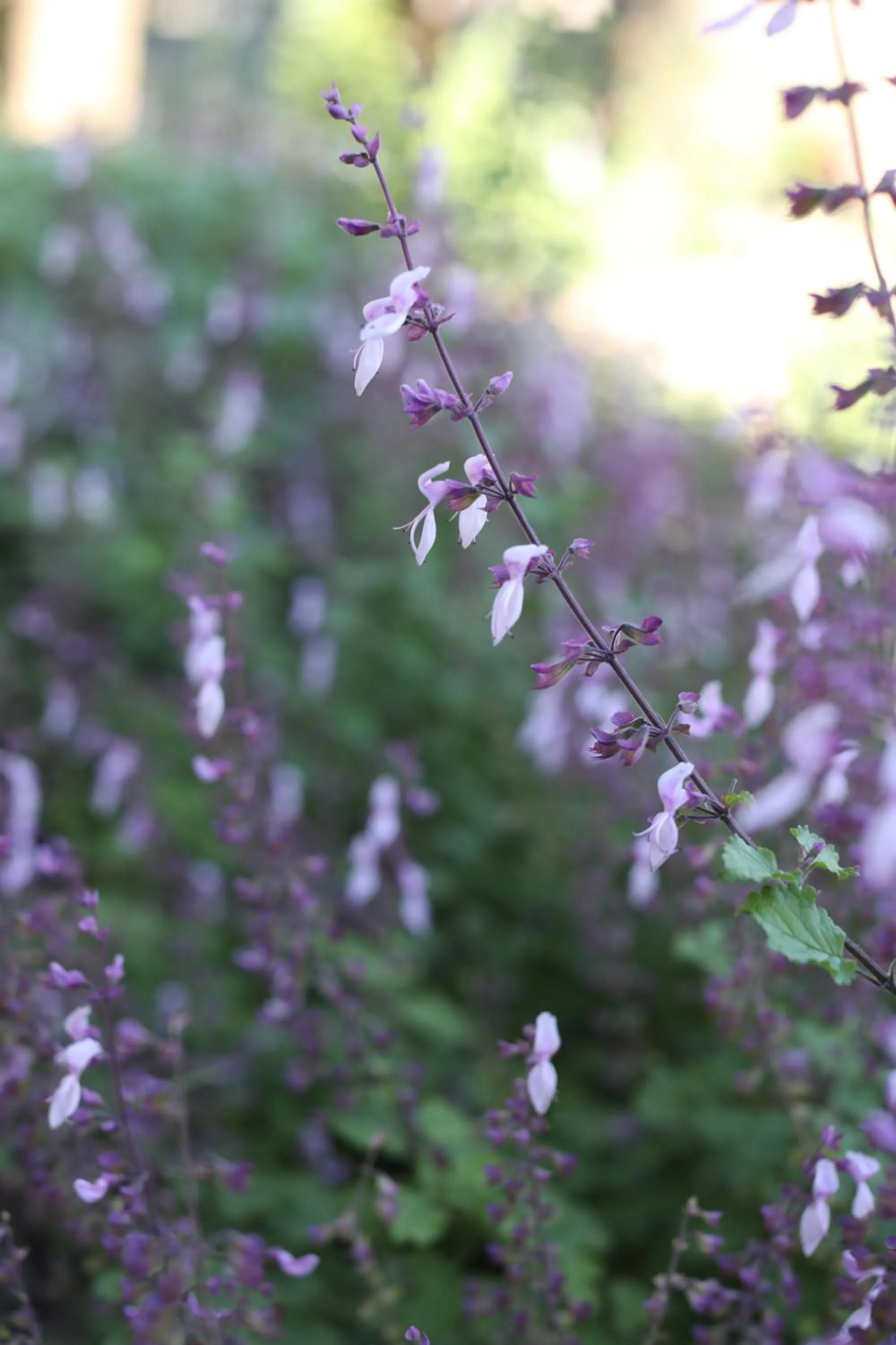 Garden in The Royal Fischer Hotel