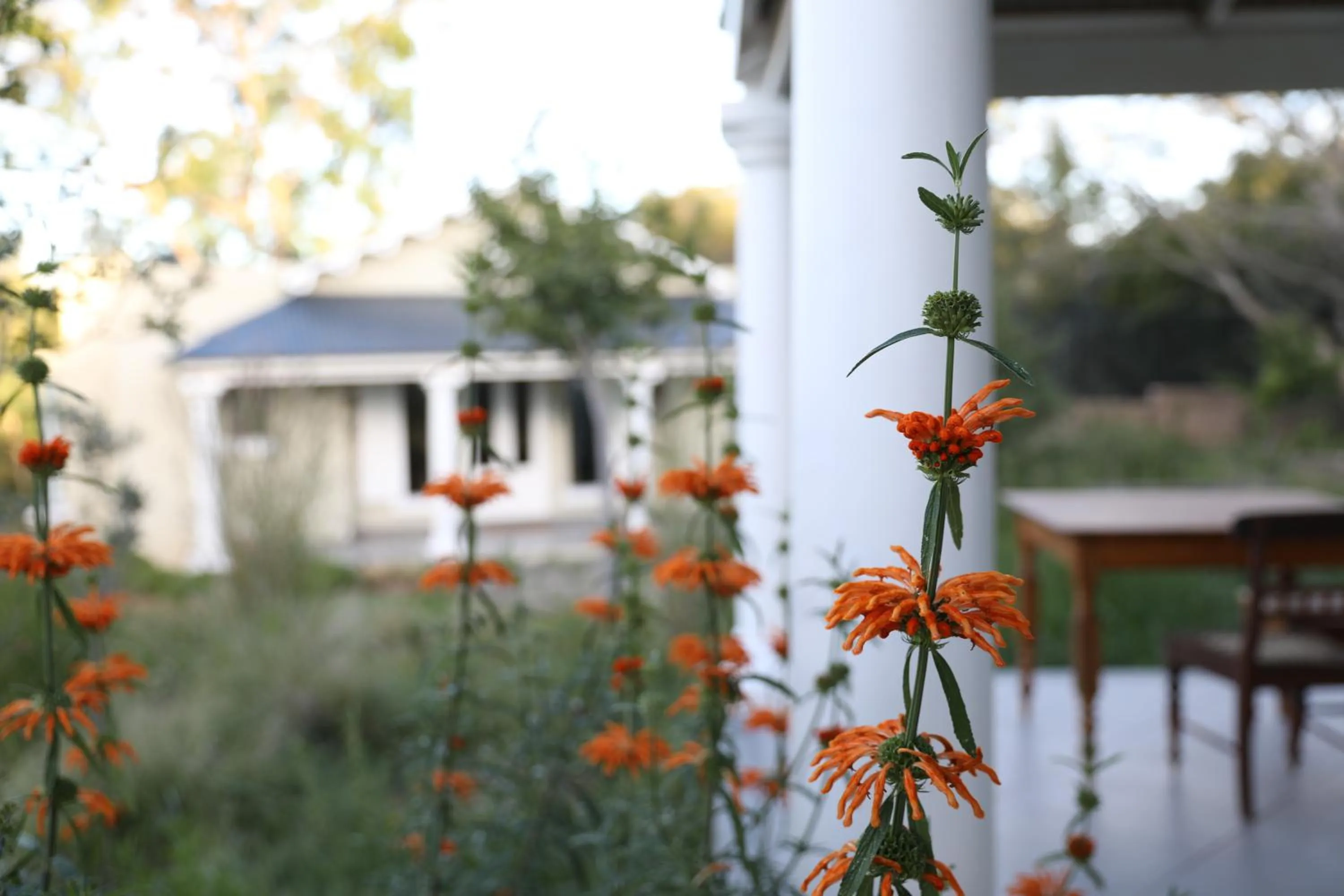 Garden in The Royal Fischer Hotel