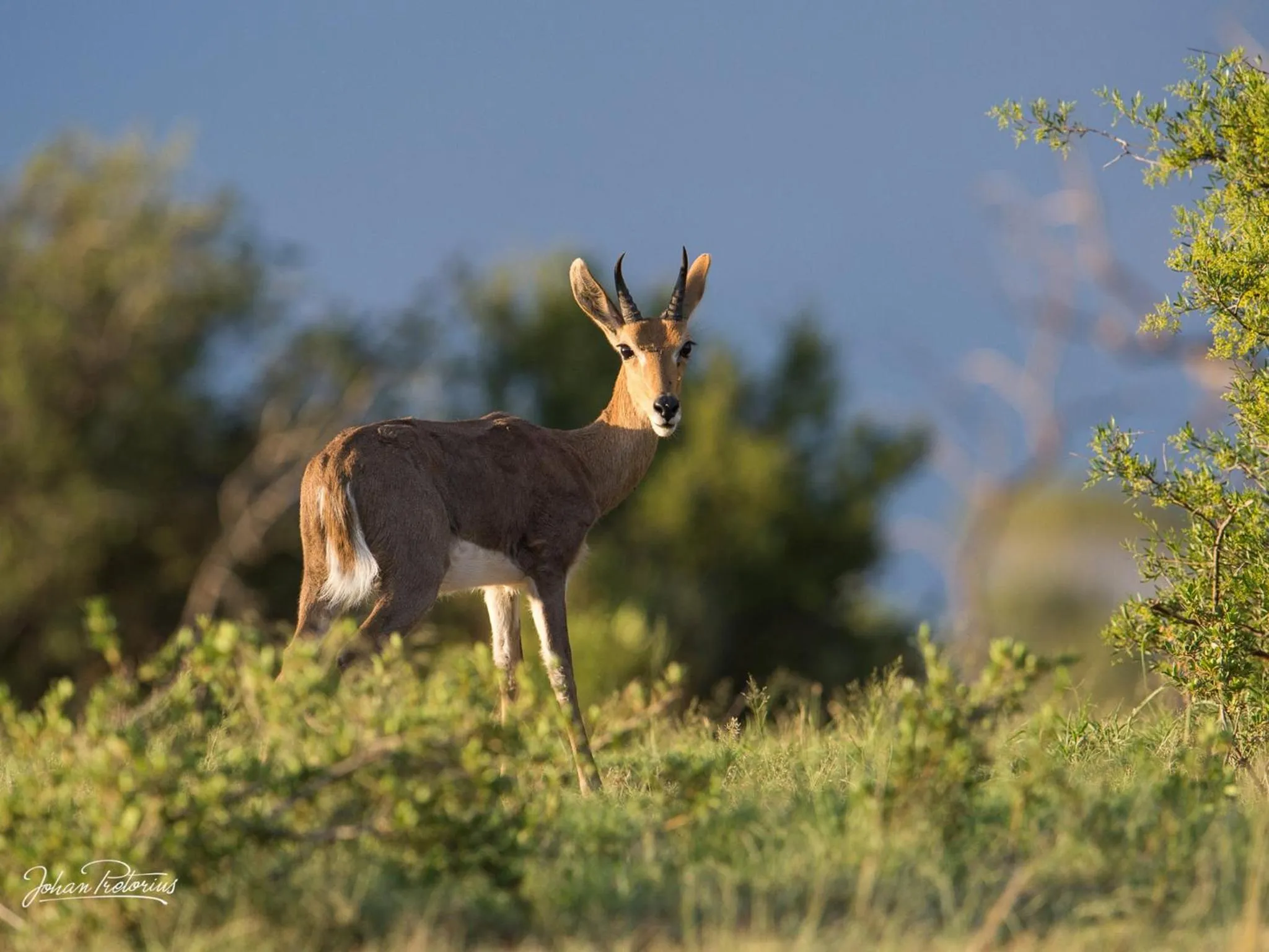 Animals in The Royal Fischer Hotel