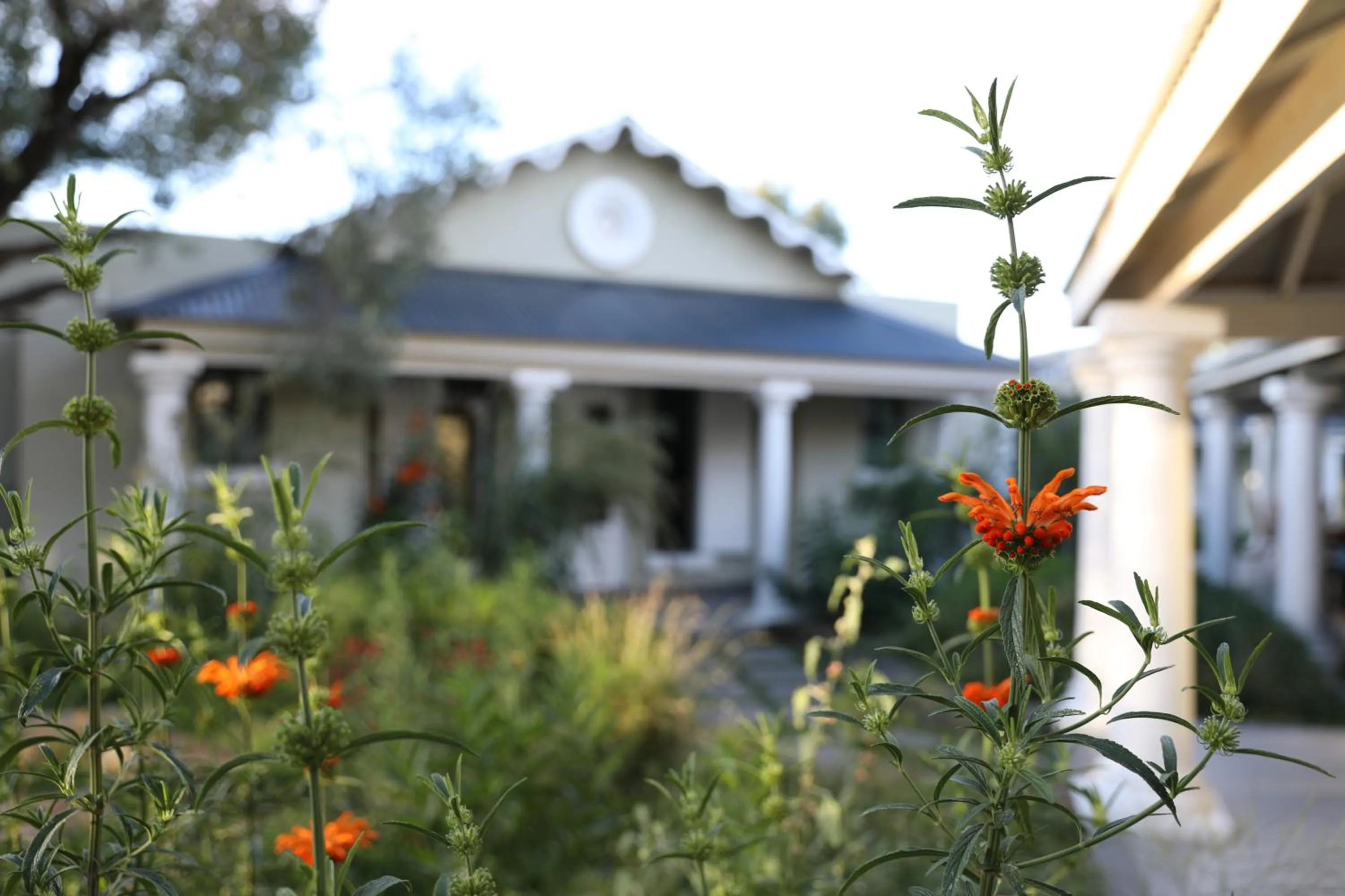 Garden in The Royal Fischer Hotel