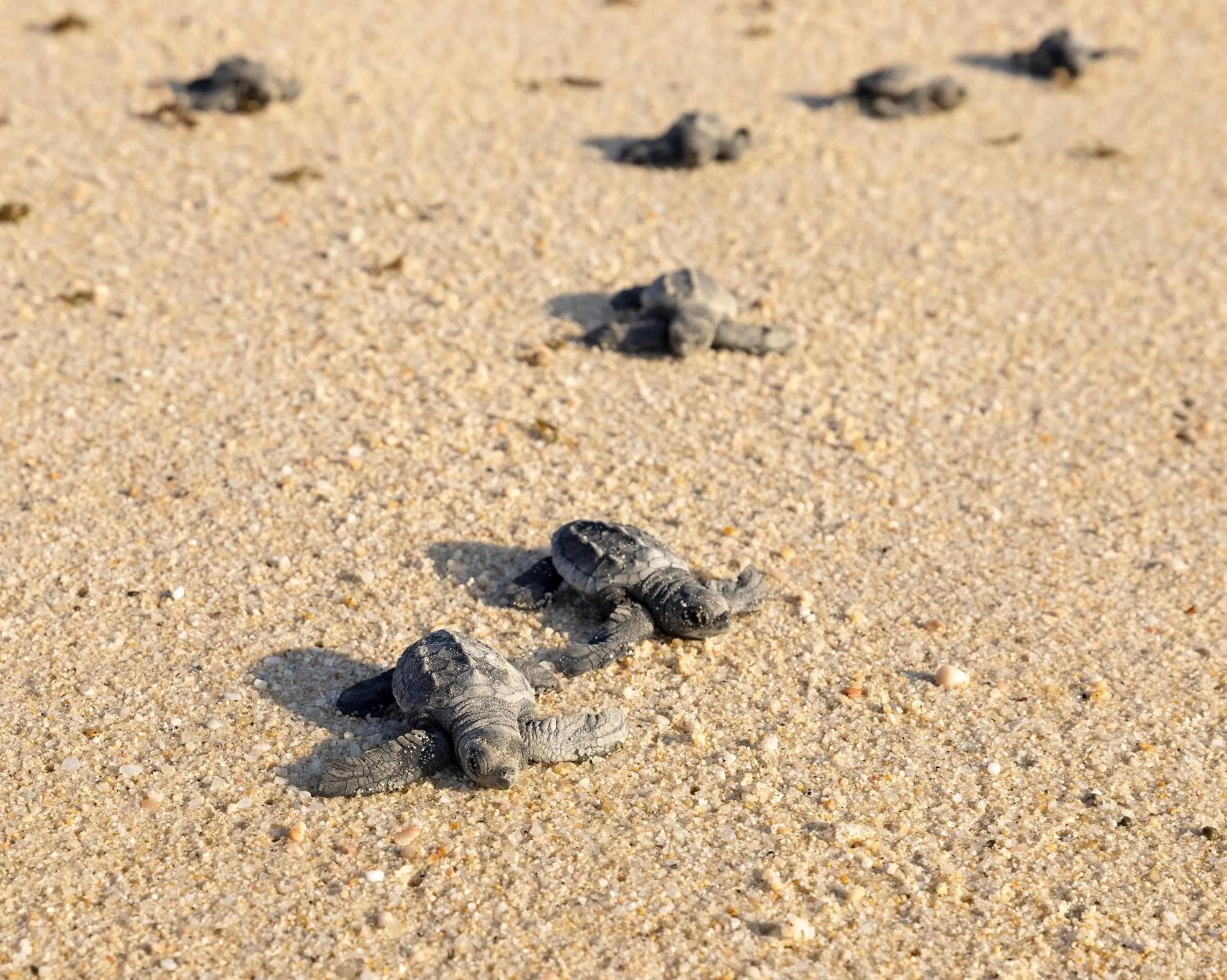 Activities in Paradisus Los Cabos - Adults Only - All Inclusive