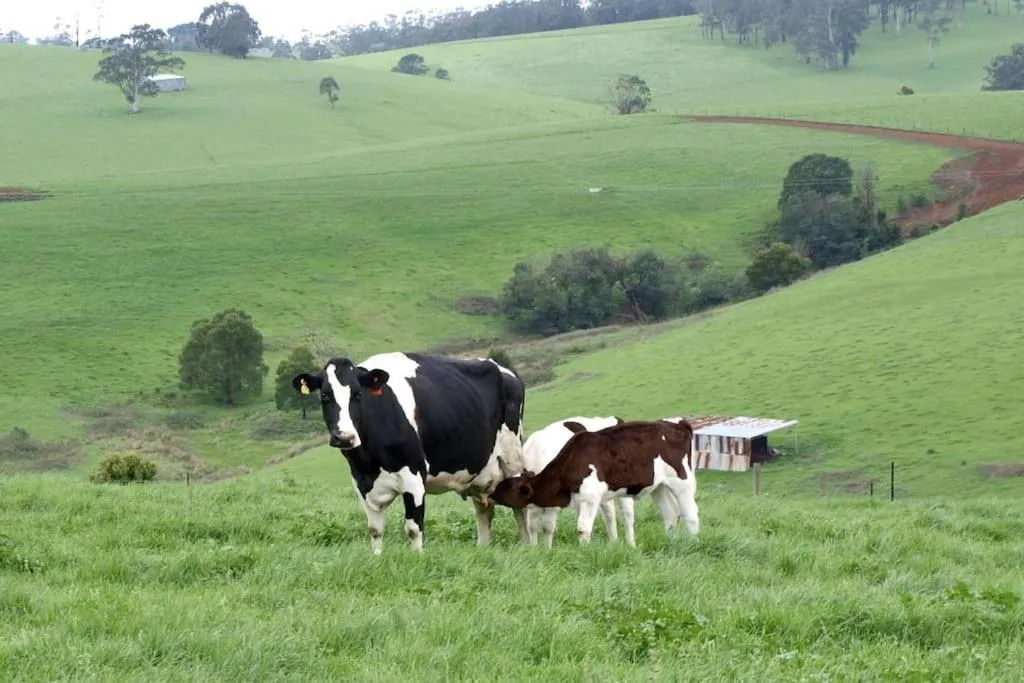 Manderley Park Farmstay B&B