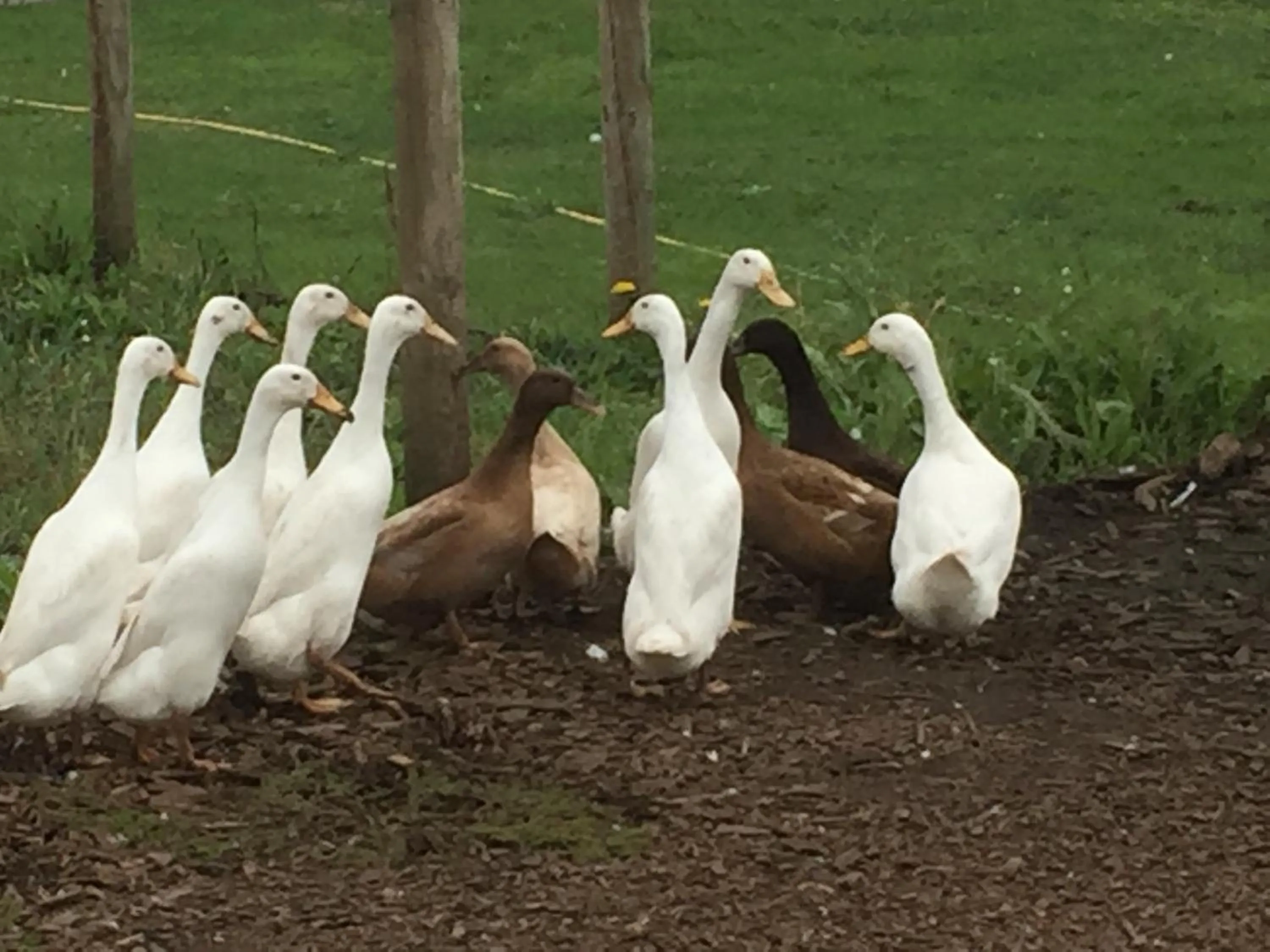 Animals in Willow Court Farm Studio South & Petting Farm, 8 mins from Legoland & Windsor, 15 mins from Lapland UK