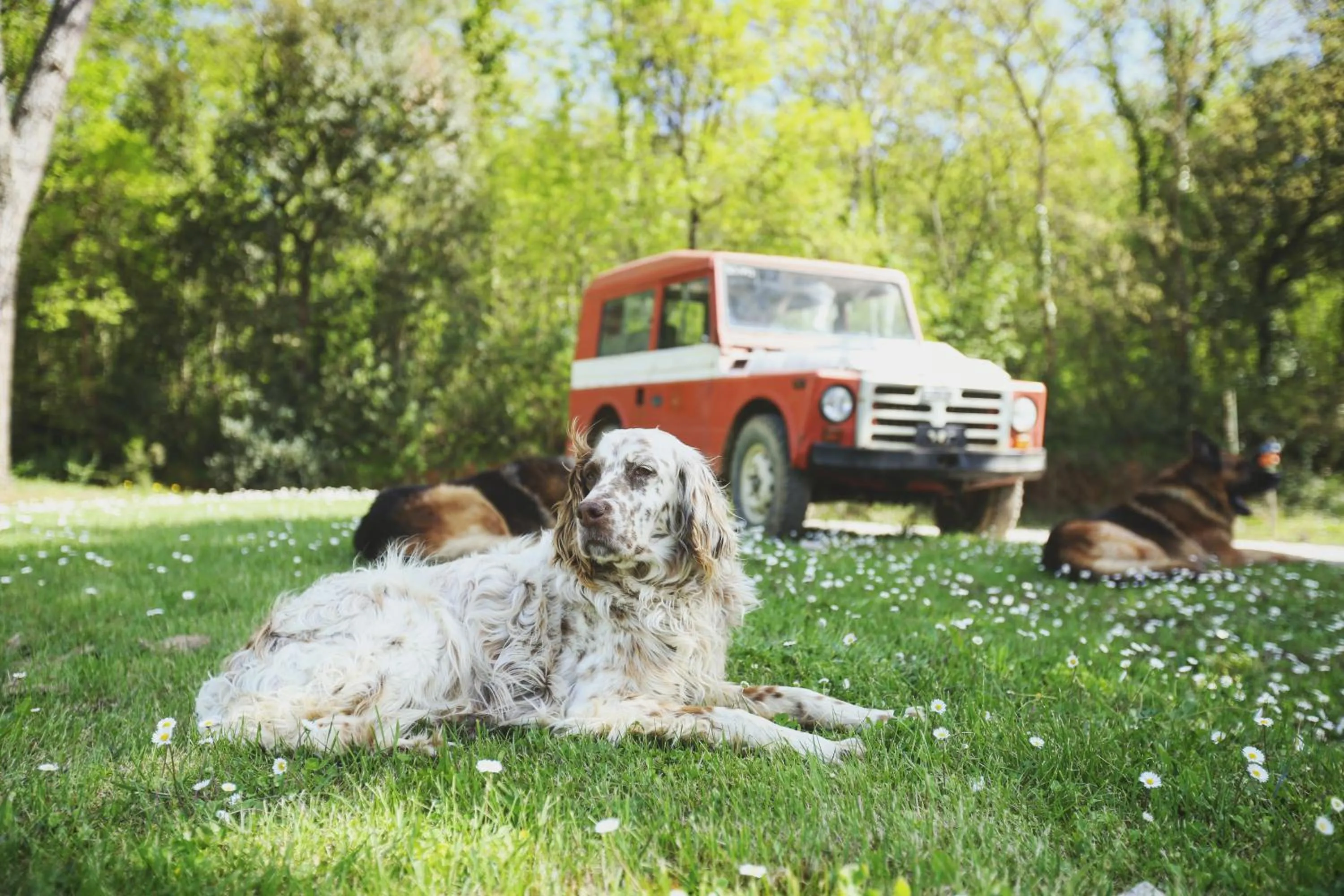 Animals in Dojo Bianco