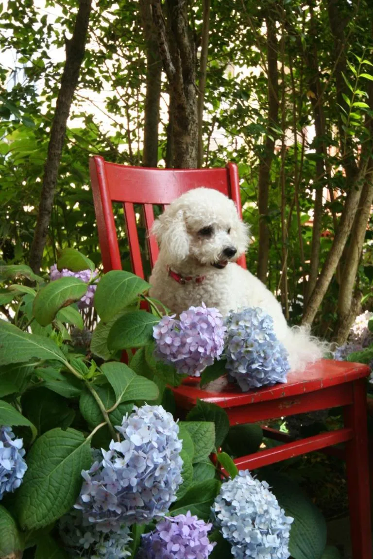 Property building in Hydrangea House Inn