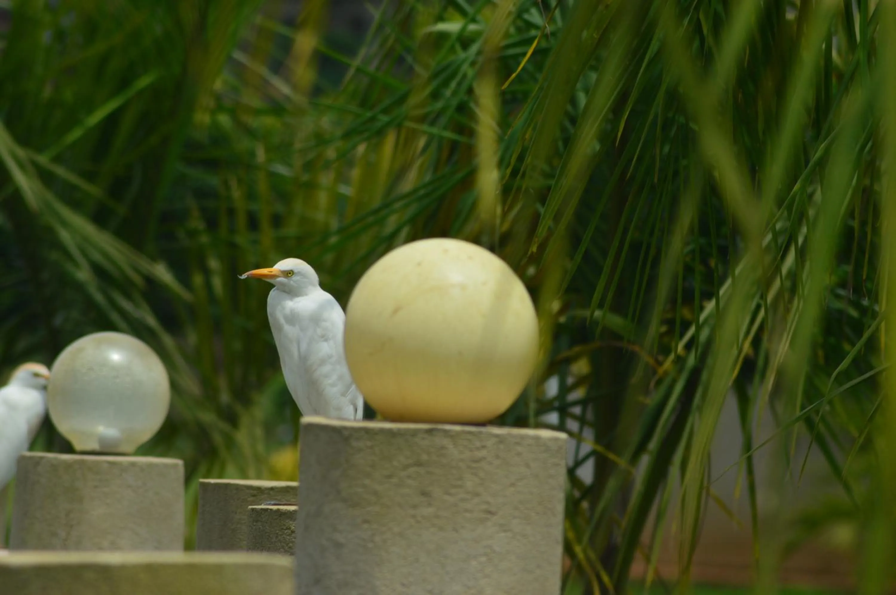 Animals in Forest Park Resort