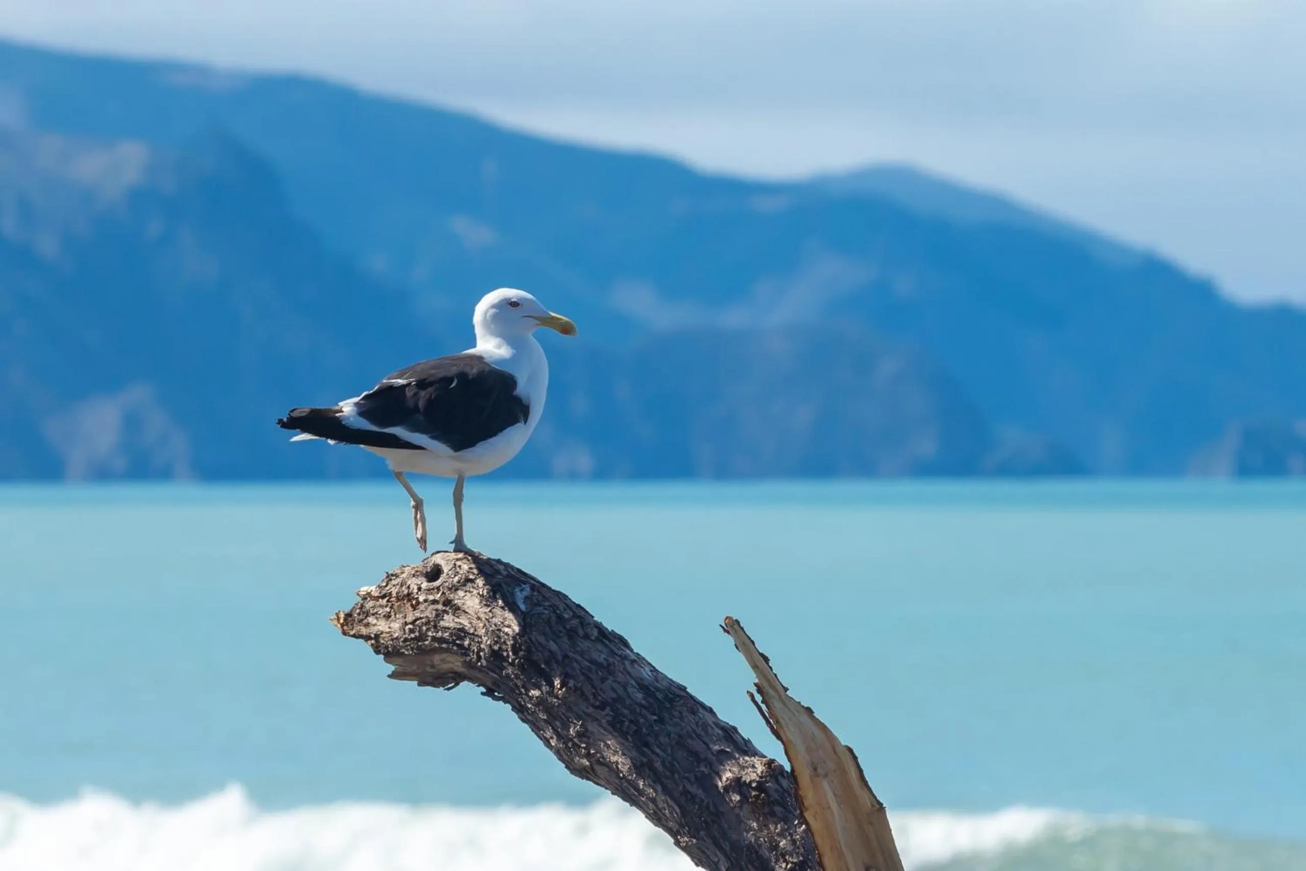 Natural landscape in Ocean View Beachfront Apartment