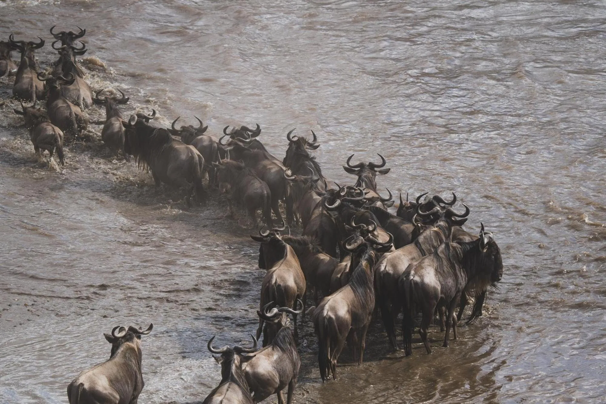 Animals in Royal Mara Safari Lodge