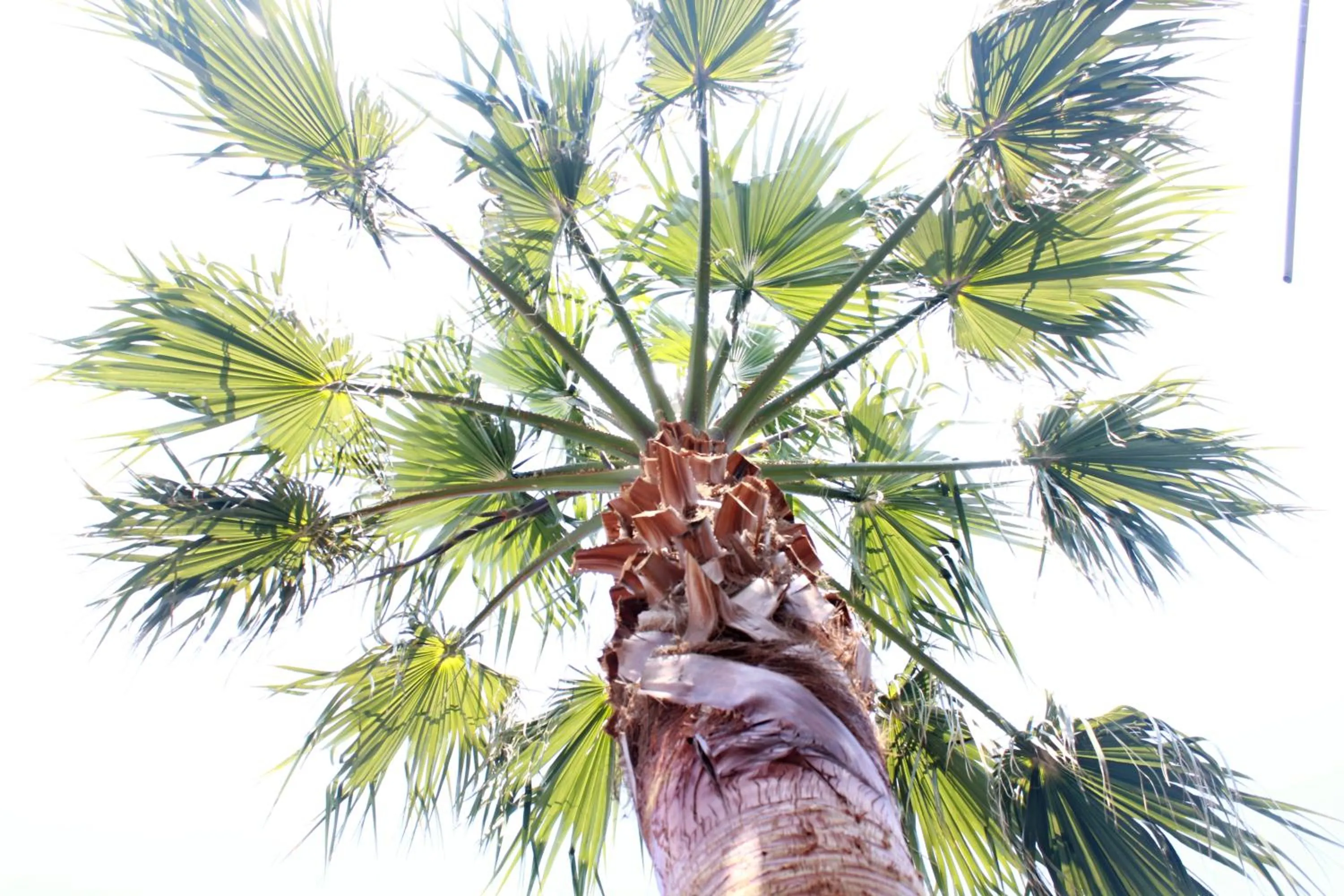 Garden in Bel Momento