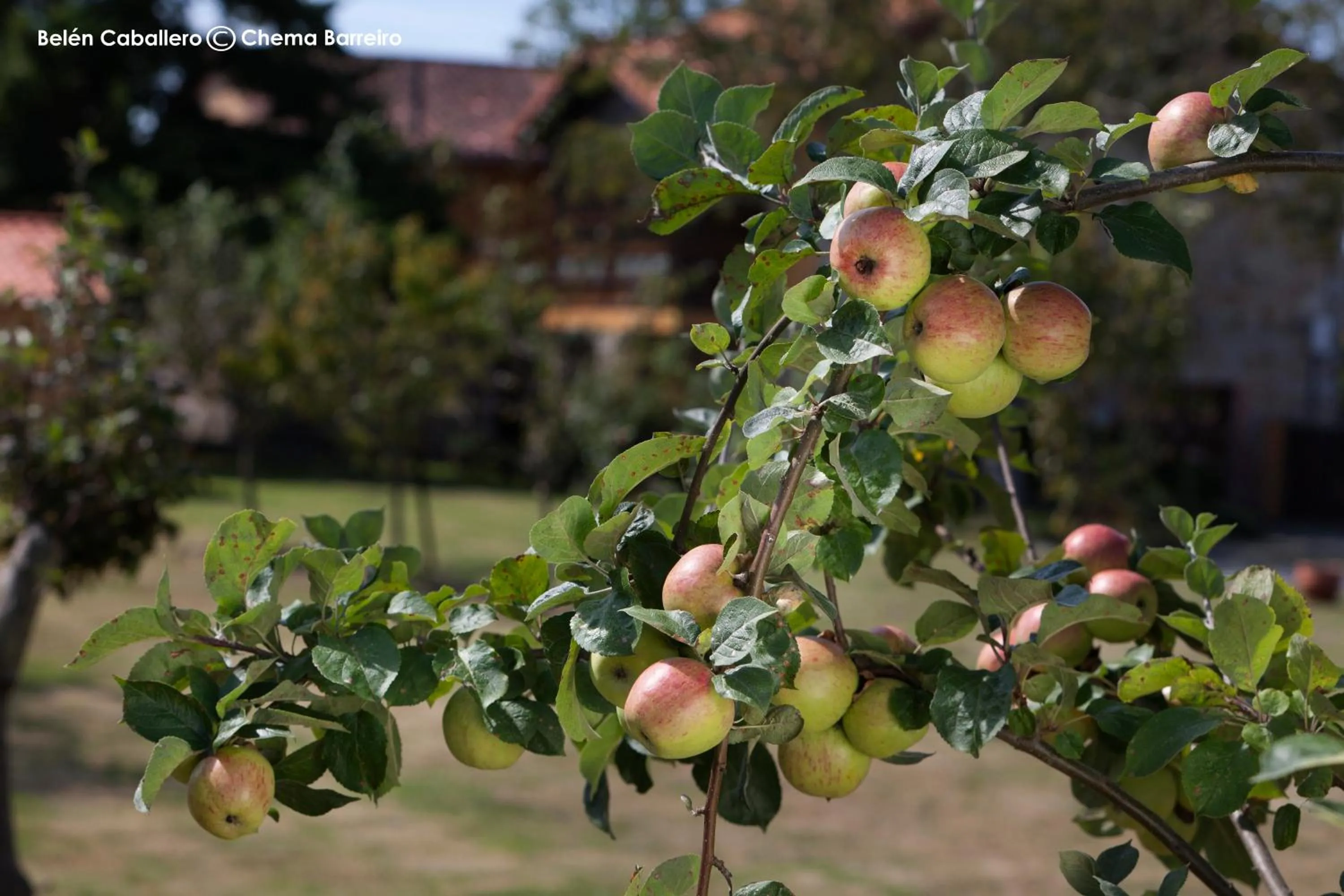 Garden in La Casona de Quintes